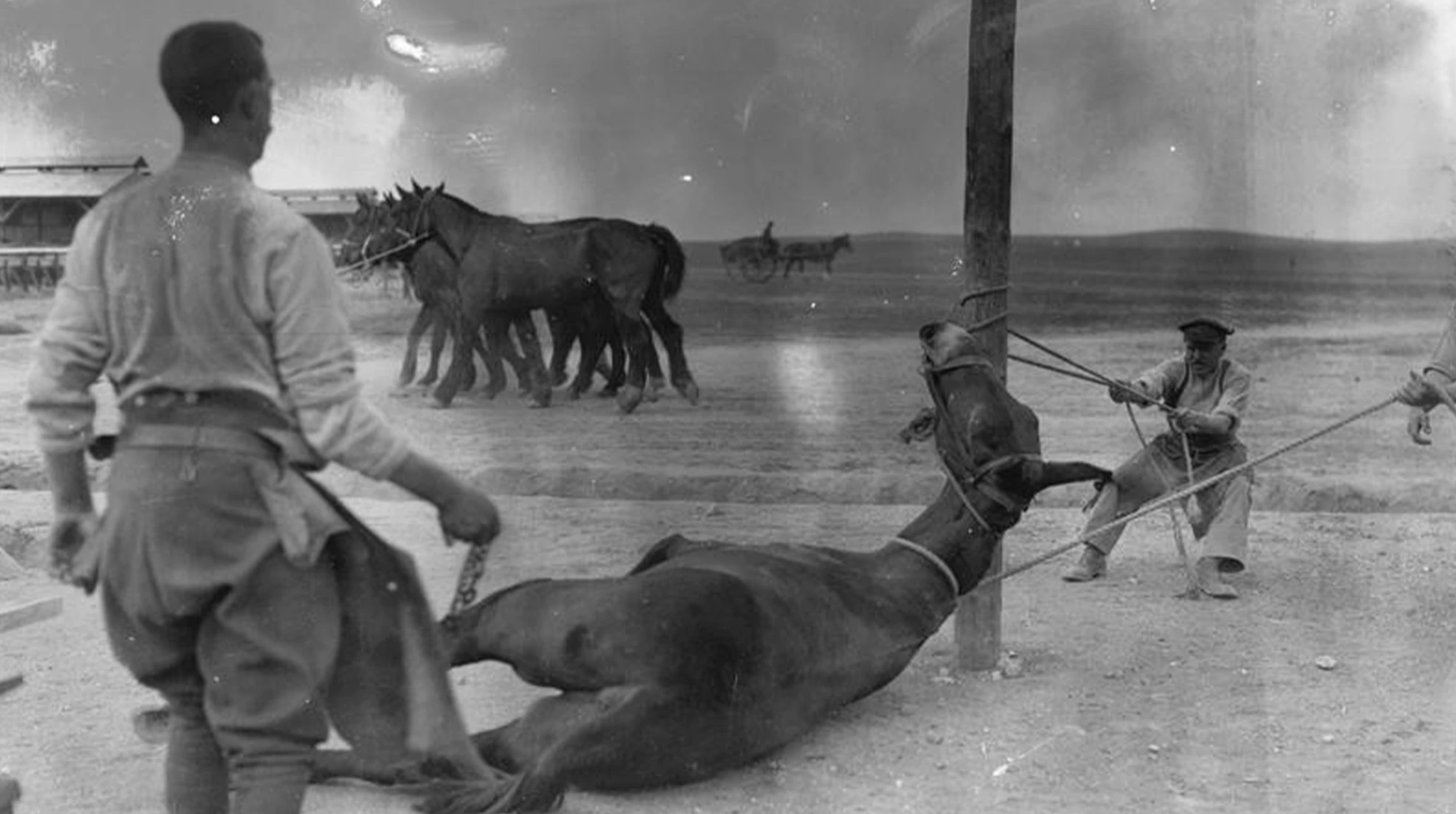 © IWM (Q 31915) Army Veterinary Corps staff preparing to shoe a mule at a British Army veterinary hospital near Salonika, April 1916.