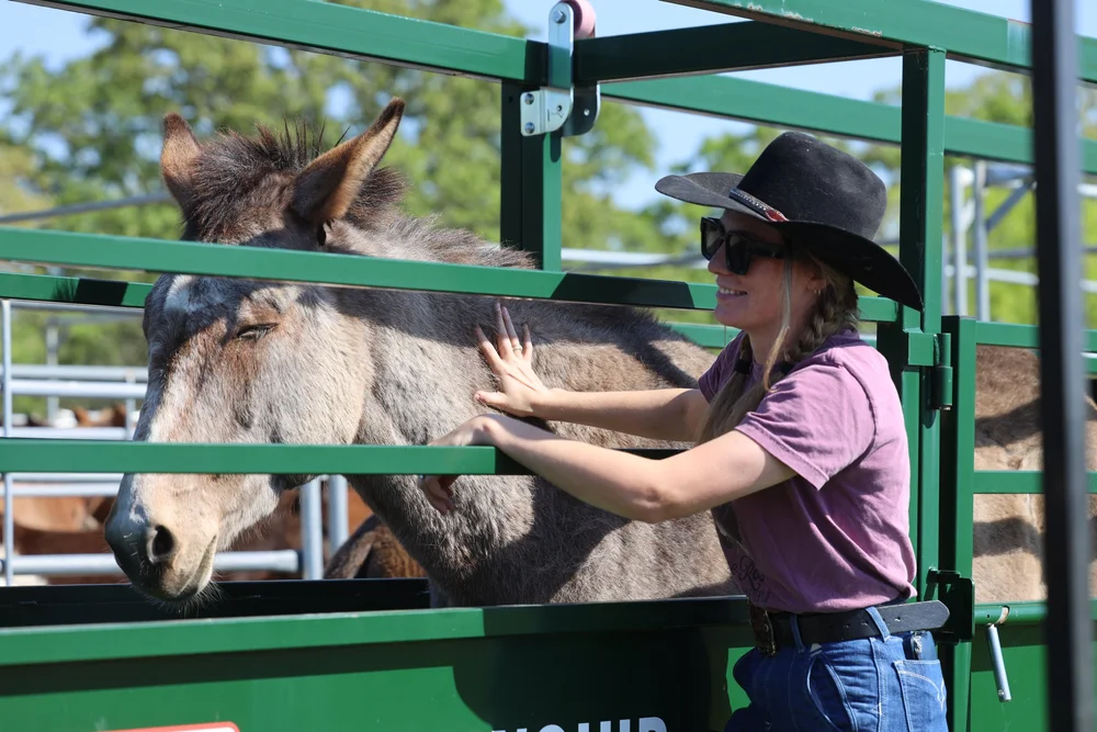 Meet Our Mules — Lost Meadows Mule Refuge