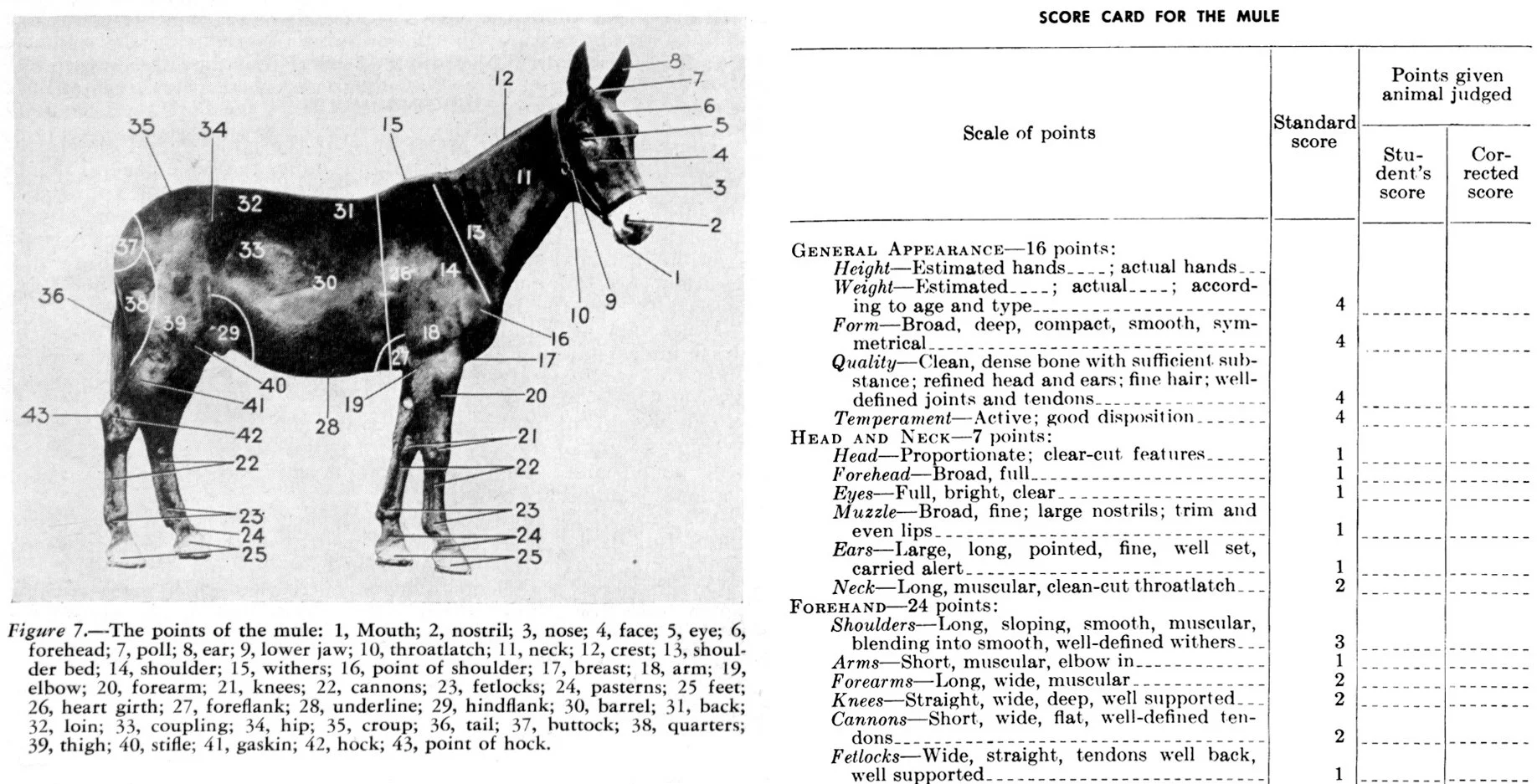 The parts of a mule and a detail of a mule assessment sheet, from Mule Production, a USDA Farmer’s Bulletin, 1949. University of North Texas Digital Library