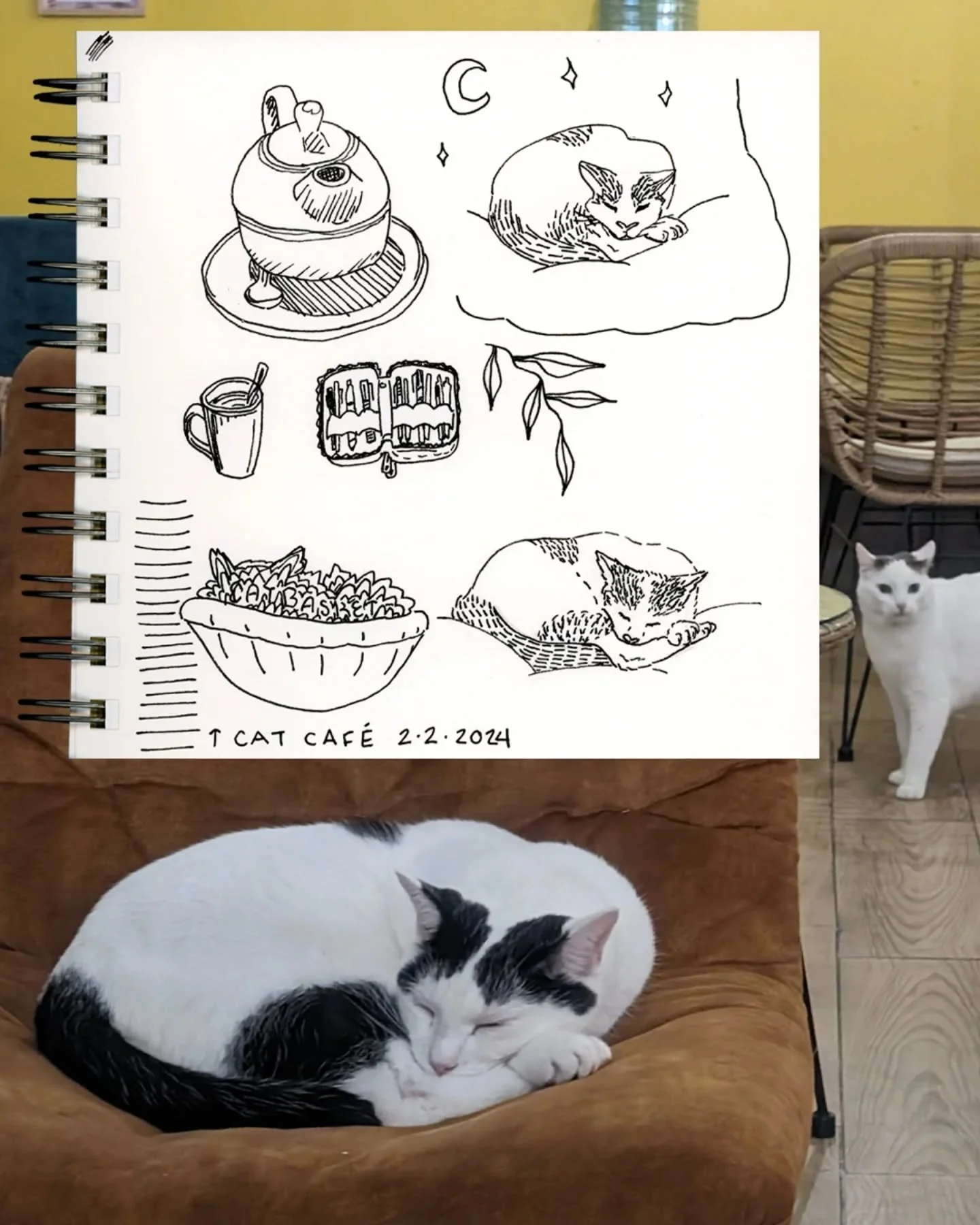 Cat cafe sketches with catty friends 😸
February 2024, La Rochelle