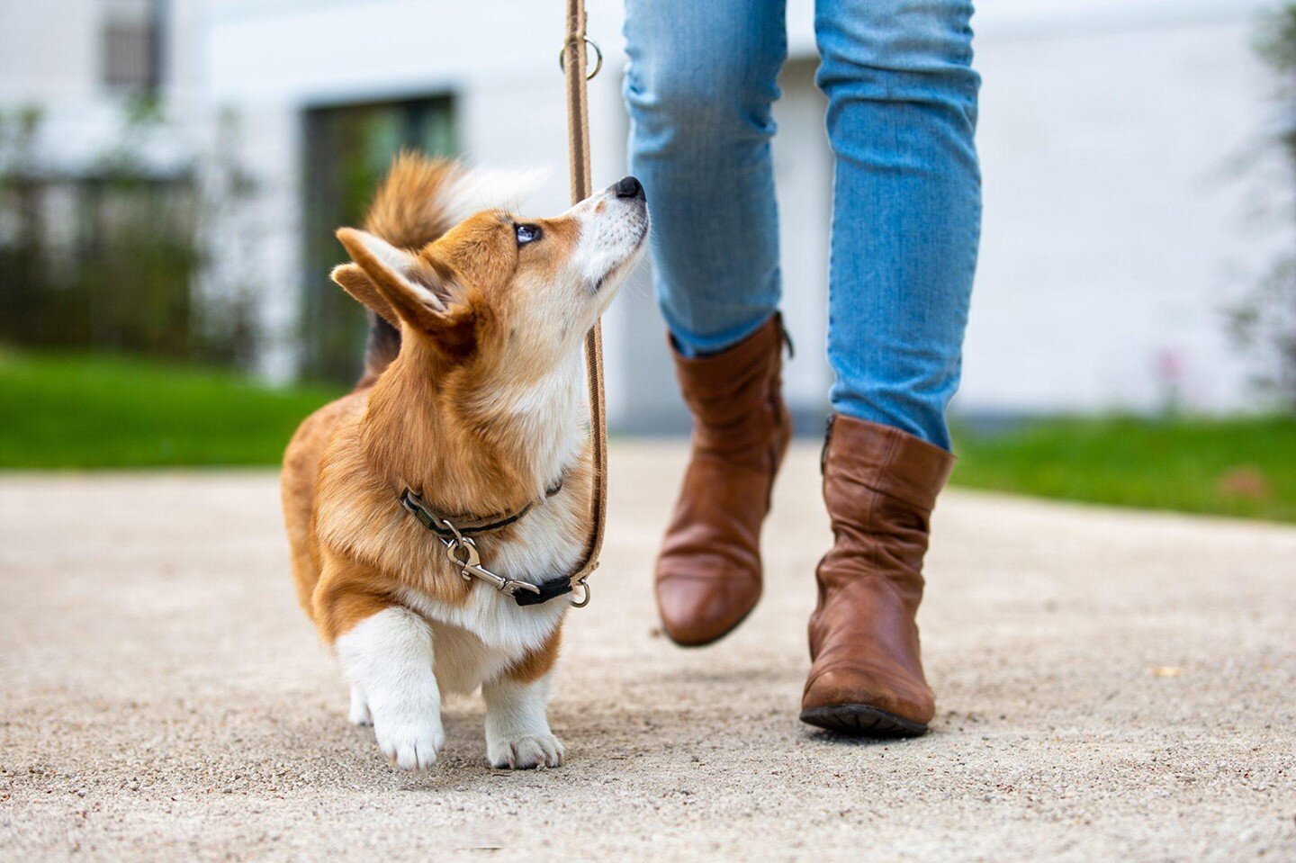Walking with your pet

Read more about this here: https://1l.ink/QJB3QRQ 

#SonoraVeterinaryGroup #Sonora #Veterinarian #AnimalClinic AnimalHospital #PetWellness #PetDentistry #PetSurgery