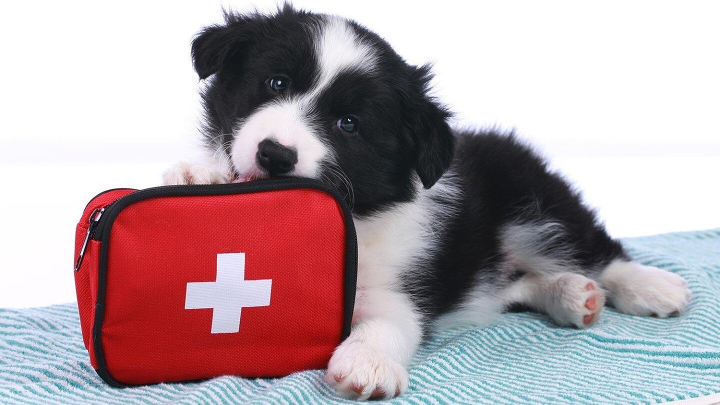 How to Make a Pet First Aid Kit

Learn how here: https://1l.ink/BBCC5FM 

#SonoraVeterinaryGroup #Sonora #Veterinarian #AnimalClinic #AnimalHospital #PetWellness #PetDentistry #PetSurgery