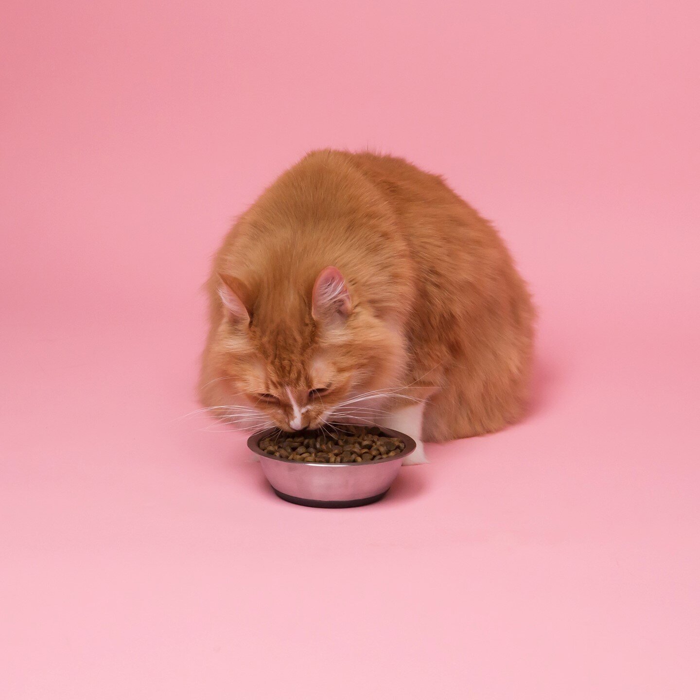 Nutrition Basics for Cats and Dogs

Read More Here: https://1l.ink/T22GM56

#SonoraVeterinaryGroup #Sonora #Veterinarian #AnimalClinic #AnimalHospital #PetWellness #PetDentistry #PetSurgery