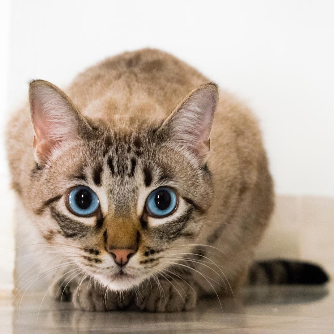 Why Is My Cat Eating Plastic And Tissues? How Can I Make My Cat Stop?

Read More Here: https://1l.ink/L3JP7V2

#SonoraVeterinaryGroup #Sonora #Veterinarian #AnimalClinic #AnimalHospital #PetWellness #PetDentistry #PetSurgery