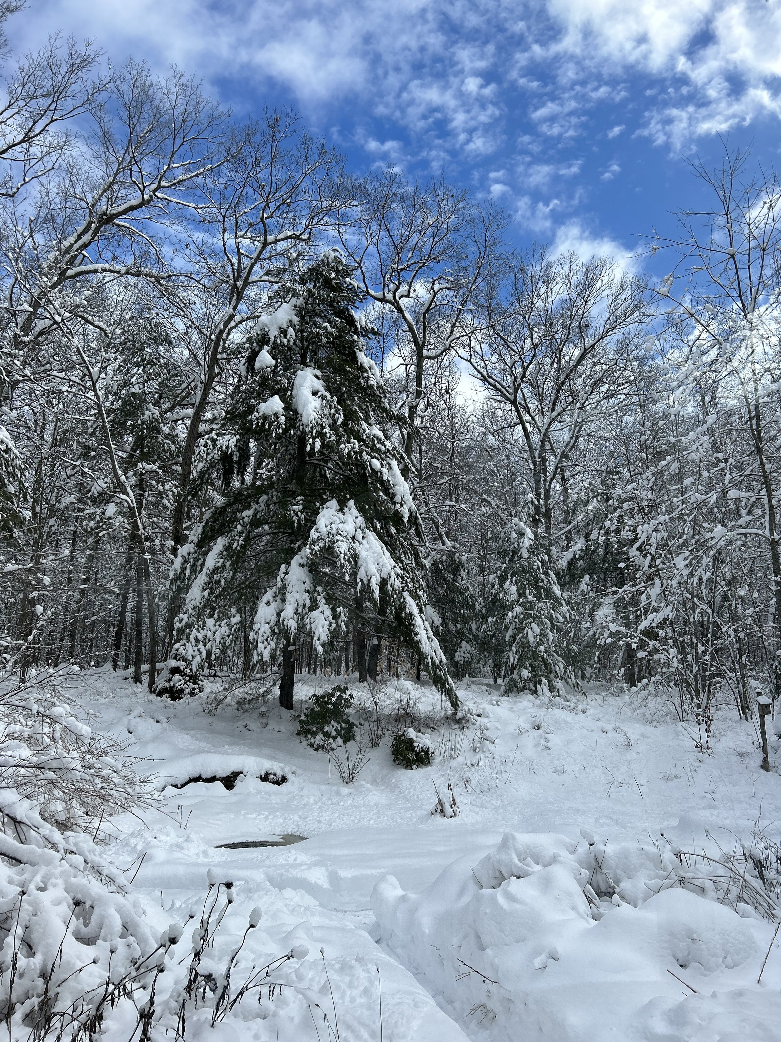 Nature Connections for Better Work-Life Balance