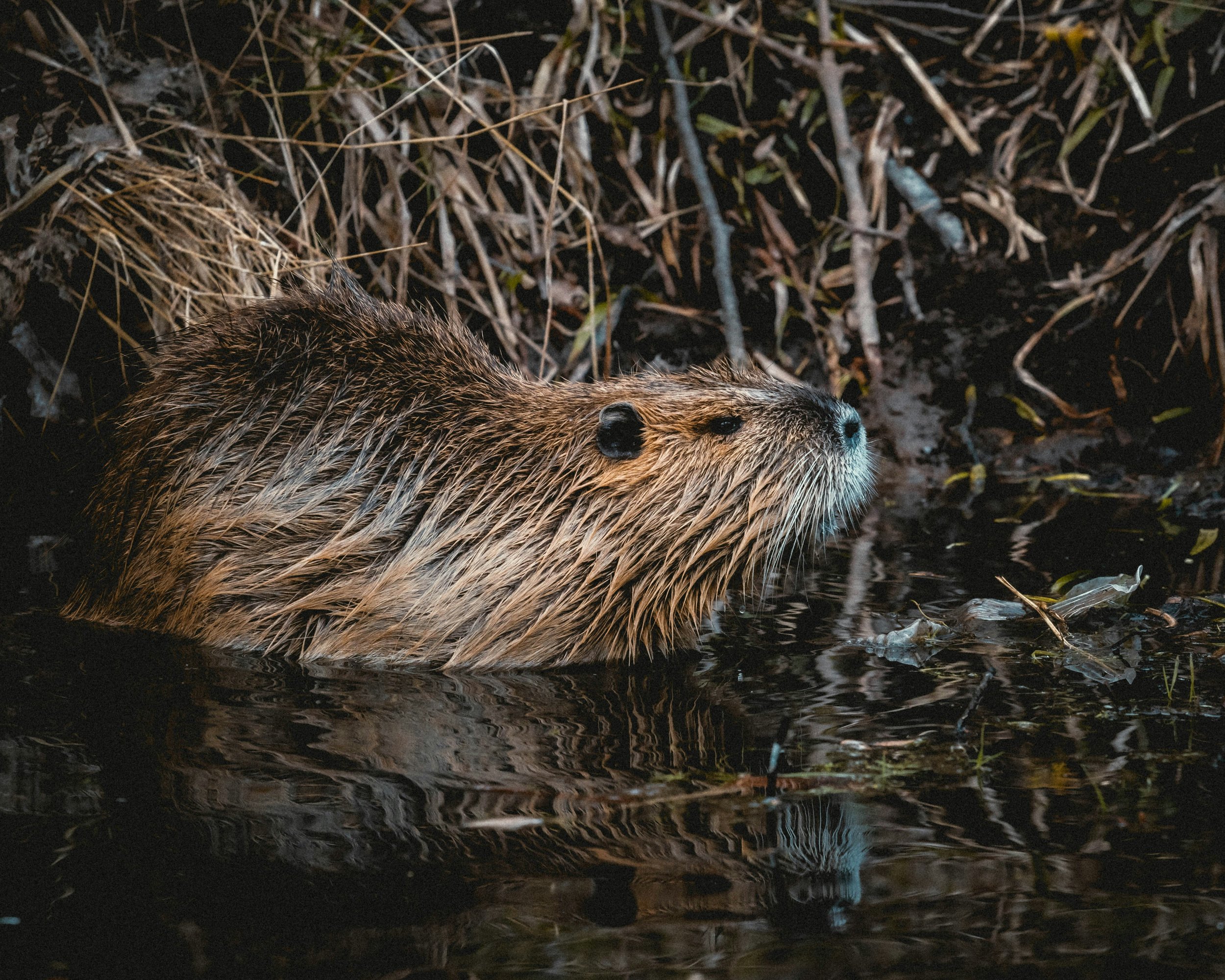 An American Beaver and a Tale of Profound Hypothermia