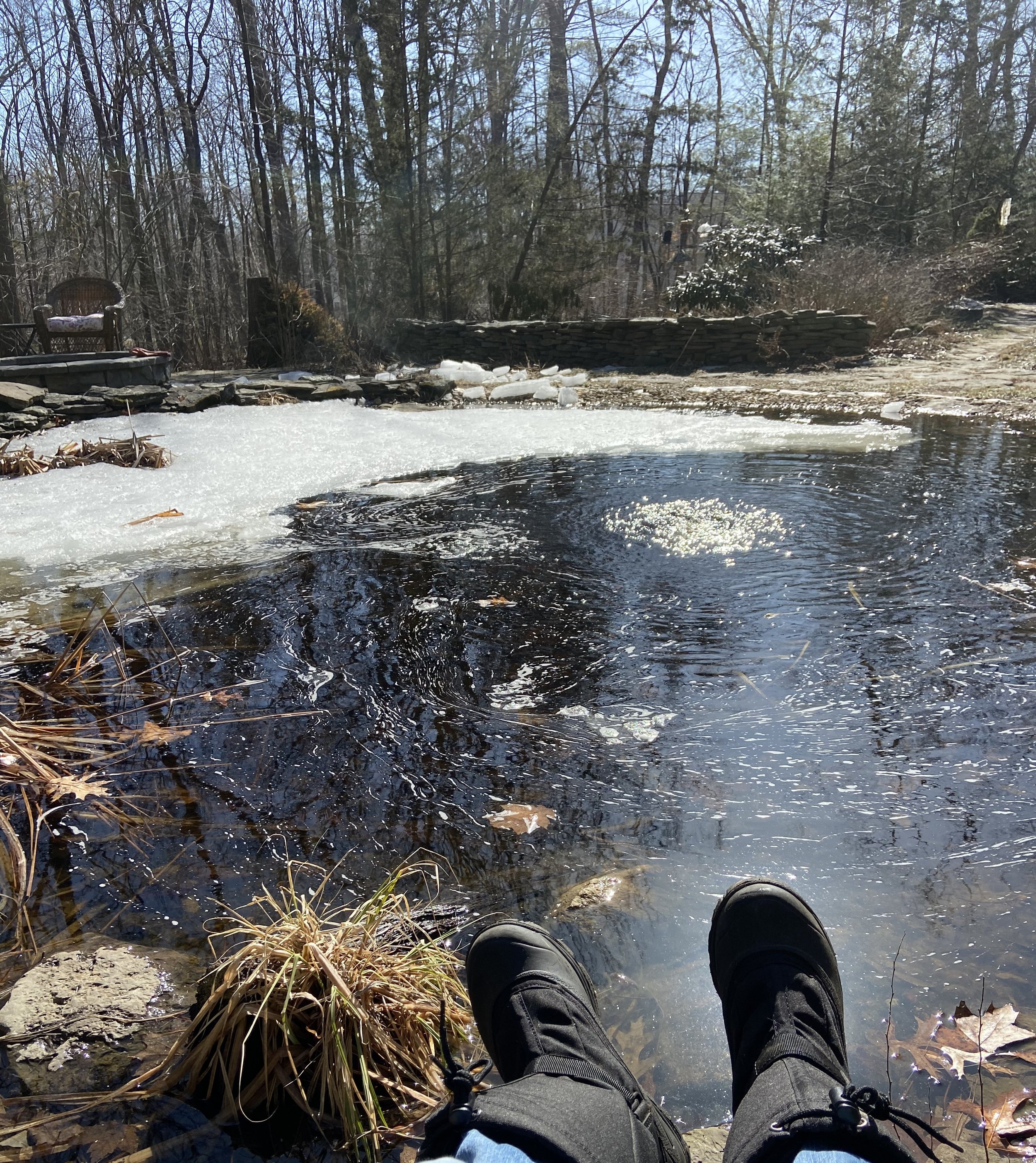 Awakening Amphibians