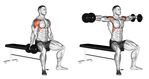 Seated Dumbbell Lateral Raises — BETTER BODY ACADEMY