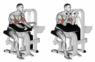 Biceps Curl Machine