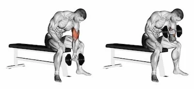 One Arm Concentration Curls