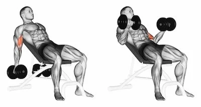 Db Curl Seated Bicep Workouts Weight Lifting Arm Exercises While