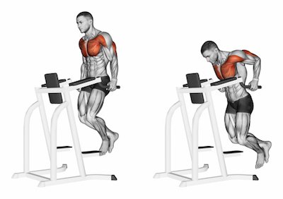 Triceps Dips — BETTER BODY ACADEMY