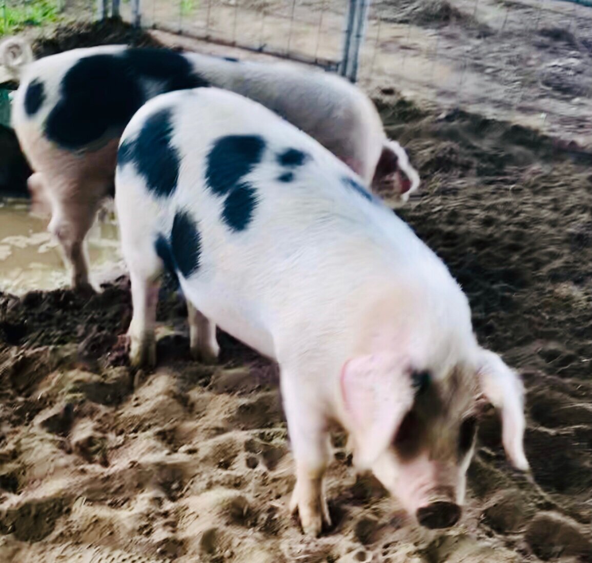 We added pigs! — Heritage House Ministries