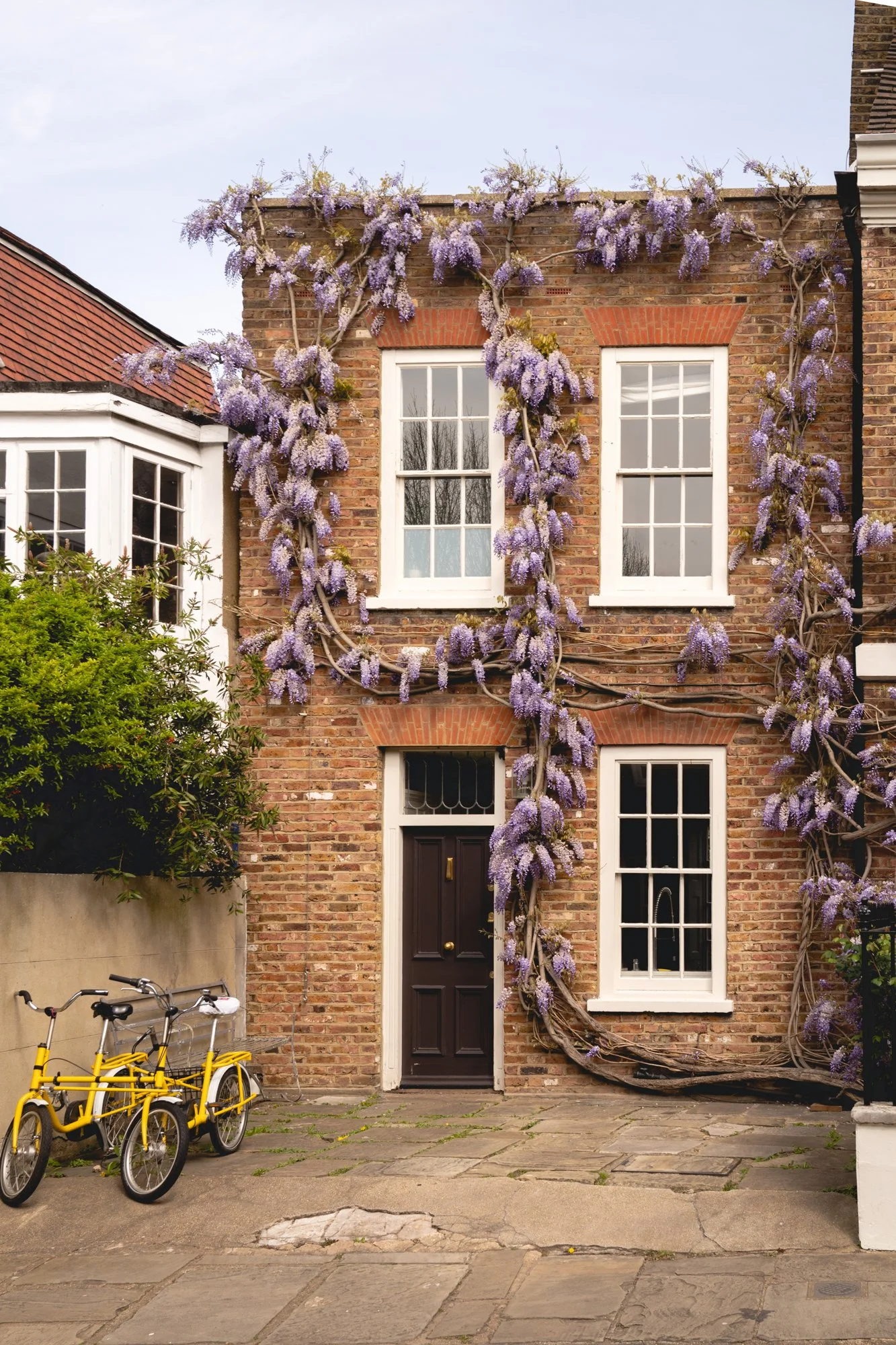 wisteria-29.jpg