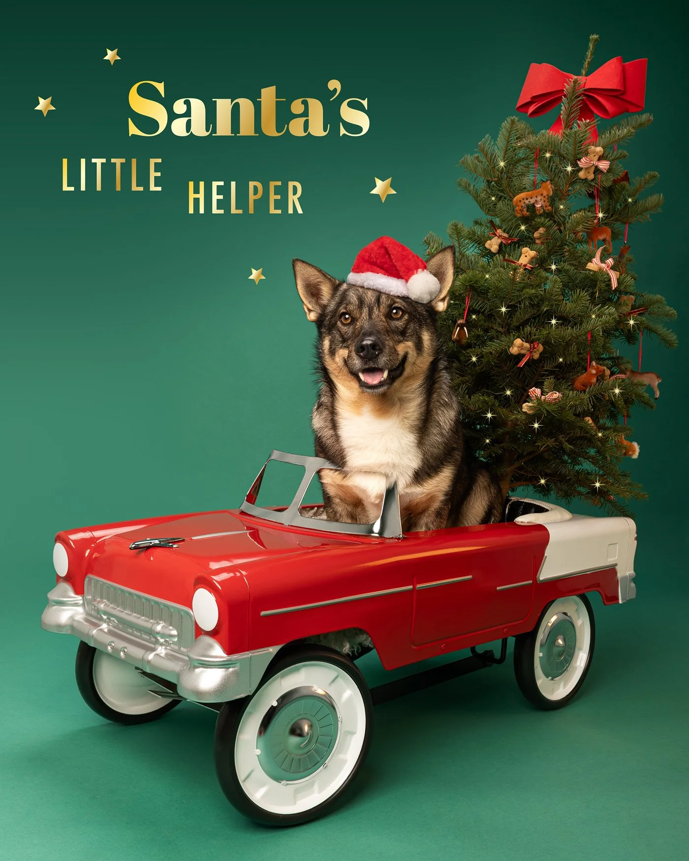 Theo dog photography Swedish Vallhund santa hat christmas