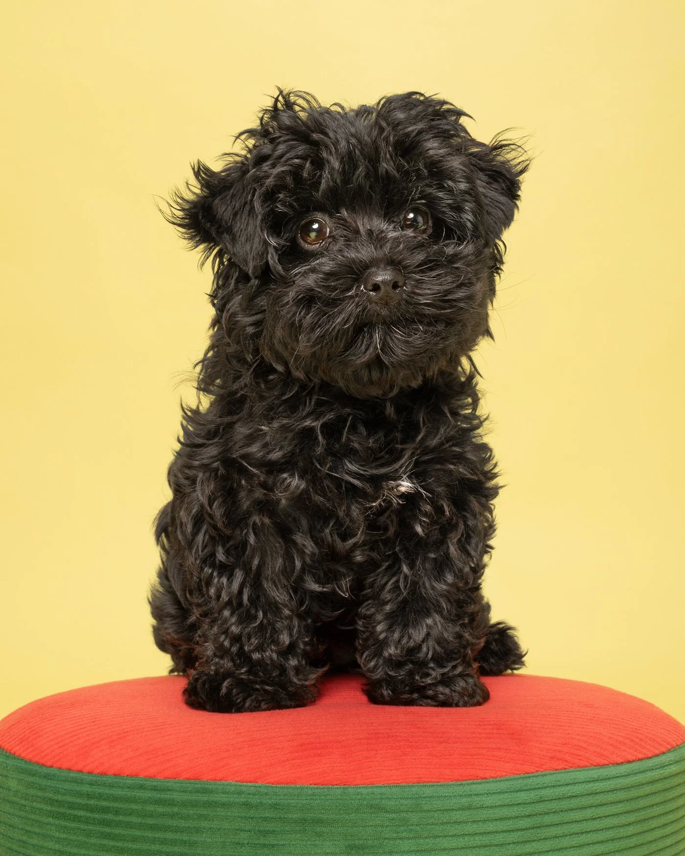 Shadow dog photography Yorki mini poodle puppy Santa Cruz