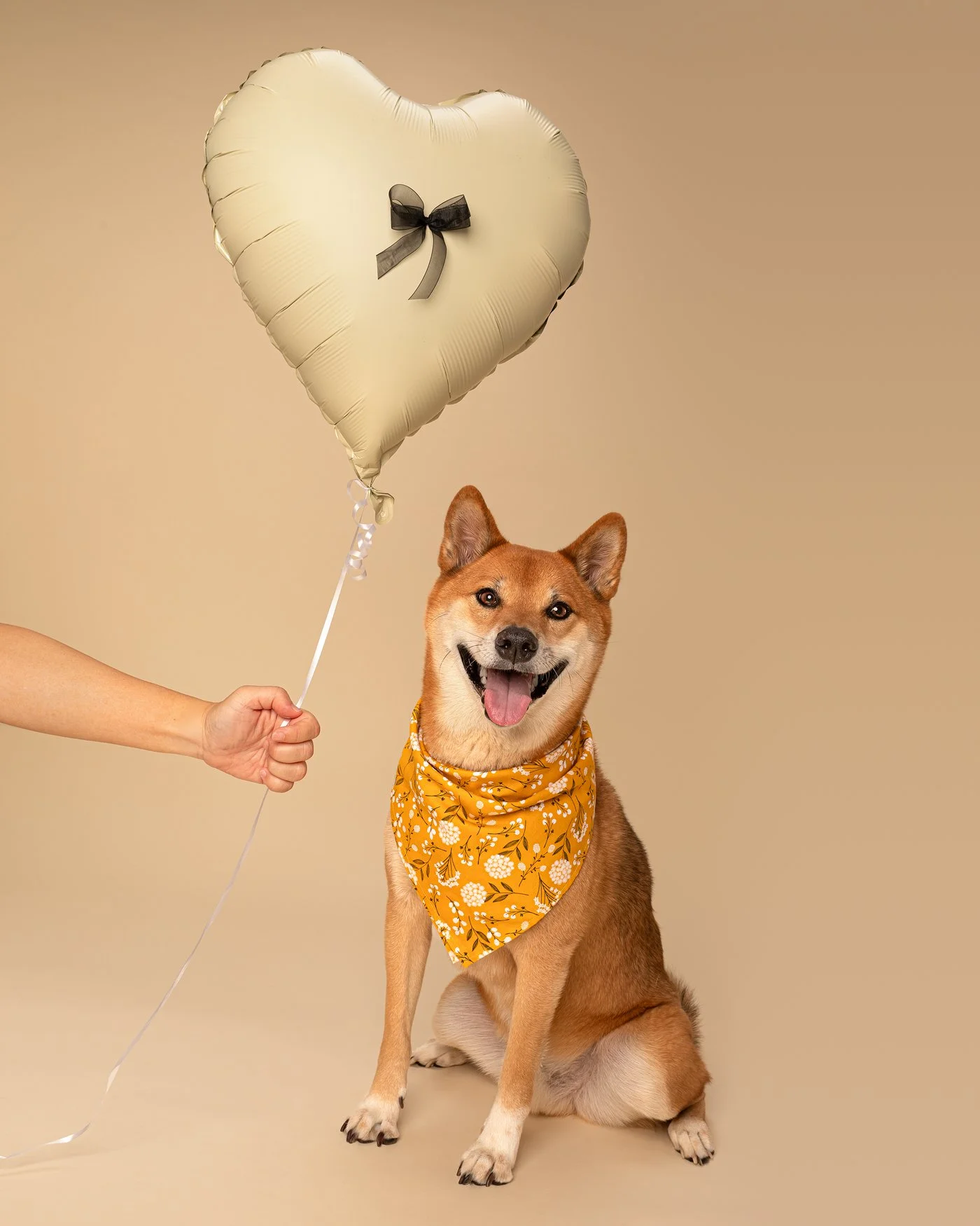 Lager dog photography shiba inu balloon