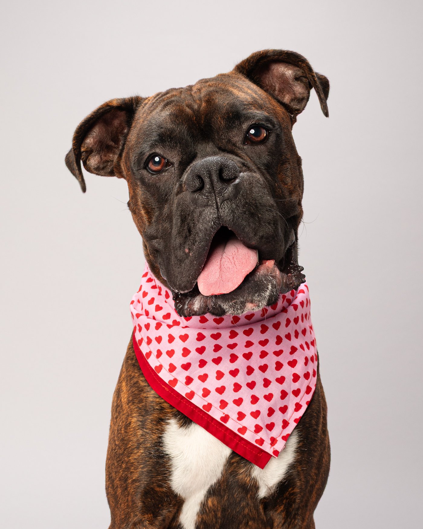 Koba Boxer dog photography  hearts