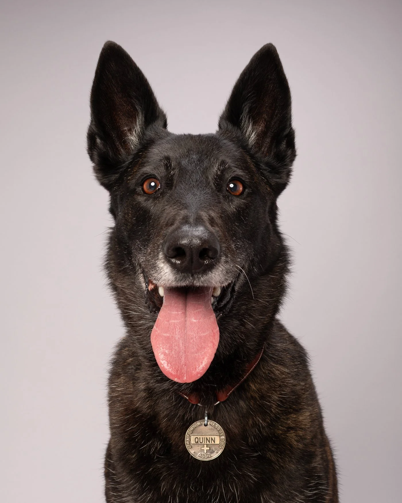 Quinn dog photography Santa Cruz K9 