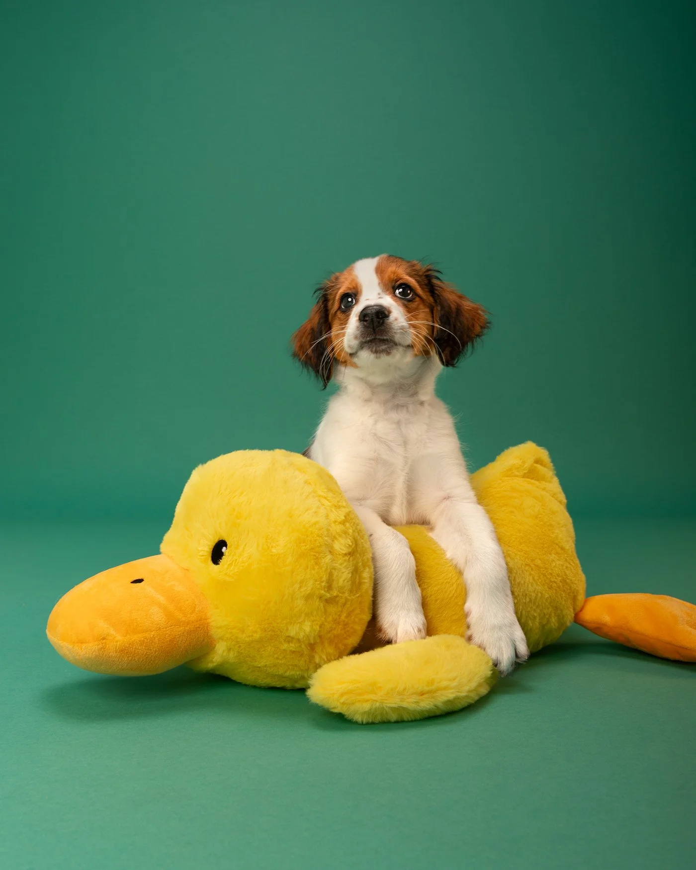 Archie dog photography duck Kooikerhondje puppy