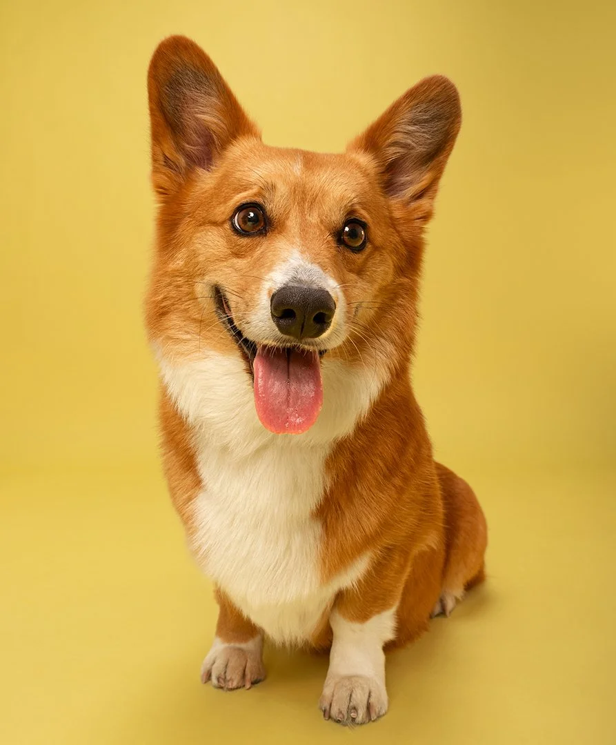 Close-up of a small dog with large ears, brown and white fur, and big, expressive eyes, against a plain background.