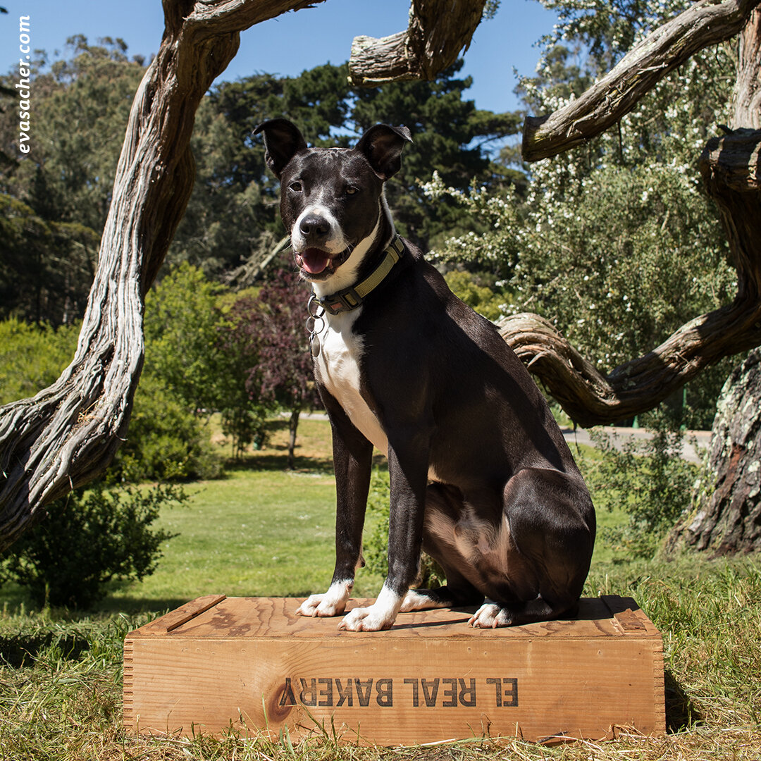 dogs_on_a_box_Nelson.jpg
