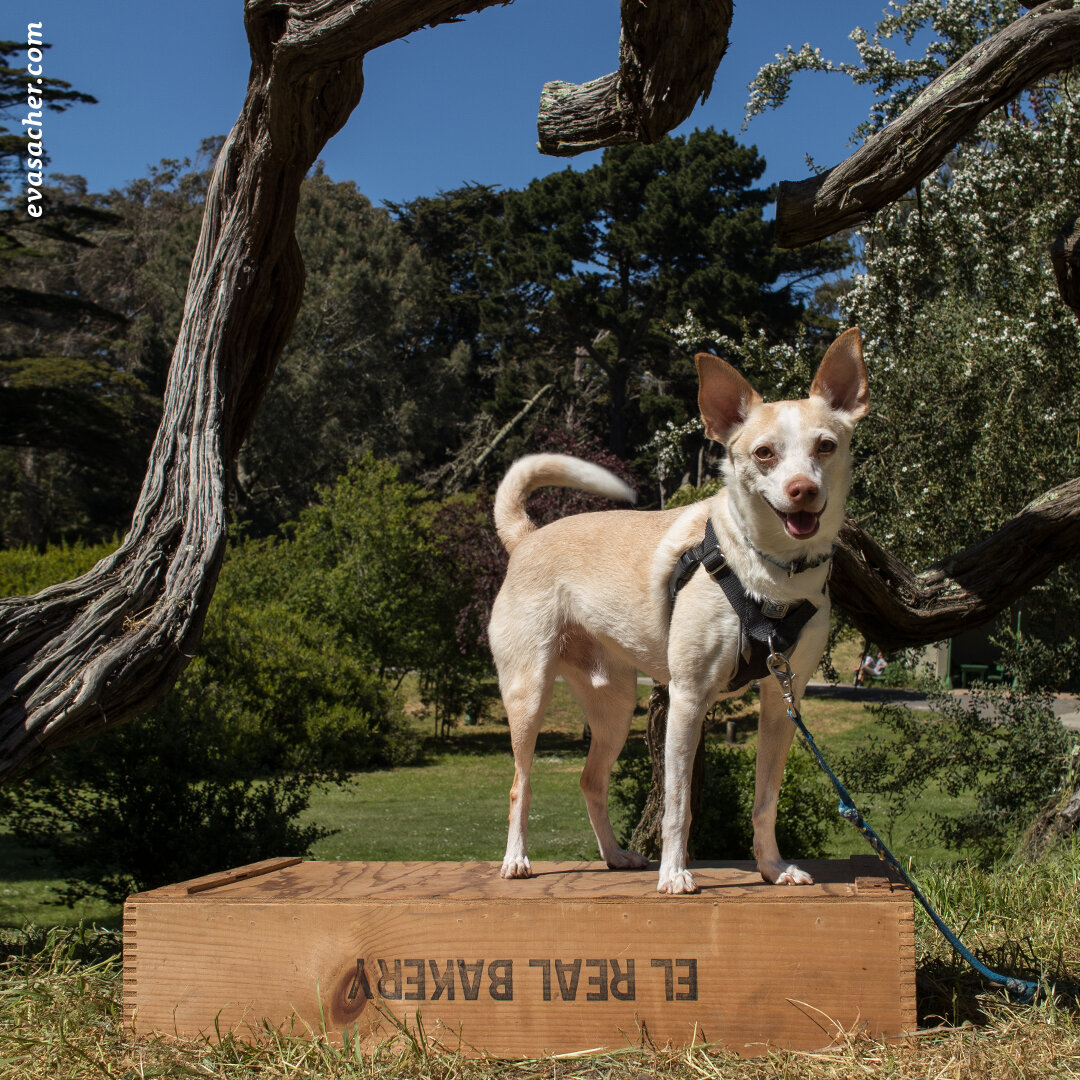 dogs_on_a_box_Pixar.jpg