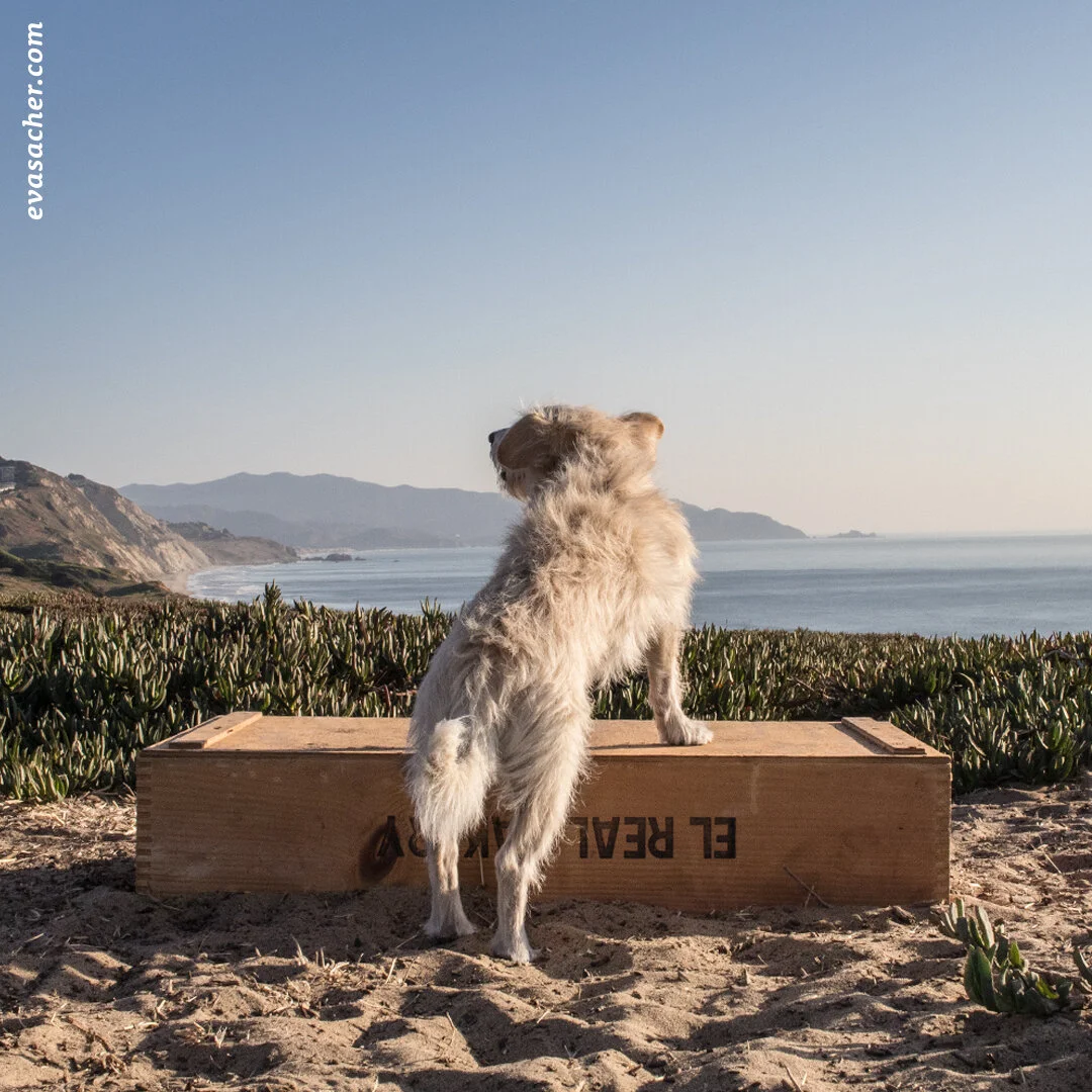 dogs_on_a_box_FF_4.jpg
