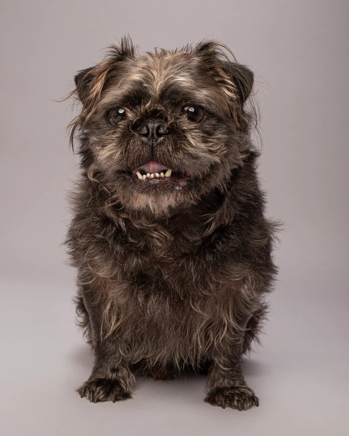 Barry dog photography pug griffon mix 