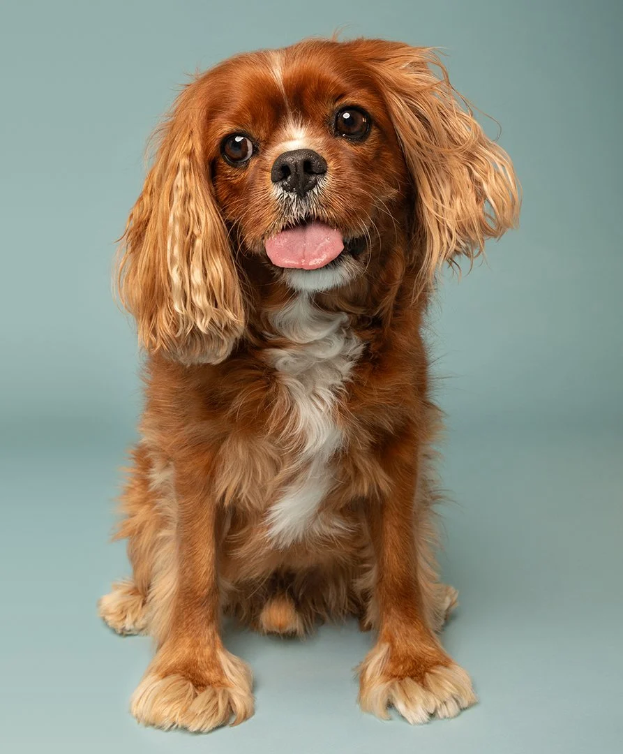 A fluffy beige dog with brown facial markings, sitting on a pink background. The dog has a small tuft of hair on its head topped with a watermelon slice hair accessory and appears to be happy with its mouth open and tongue out.