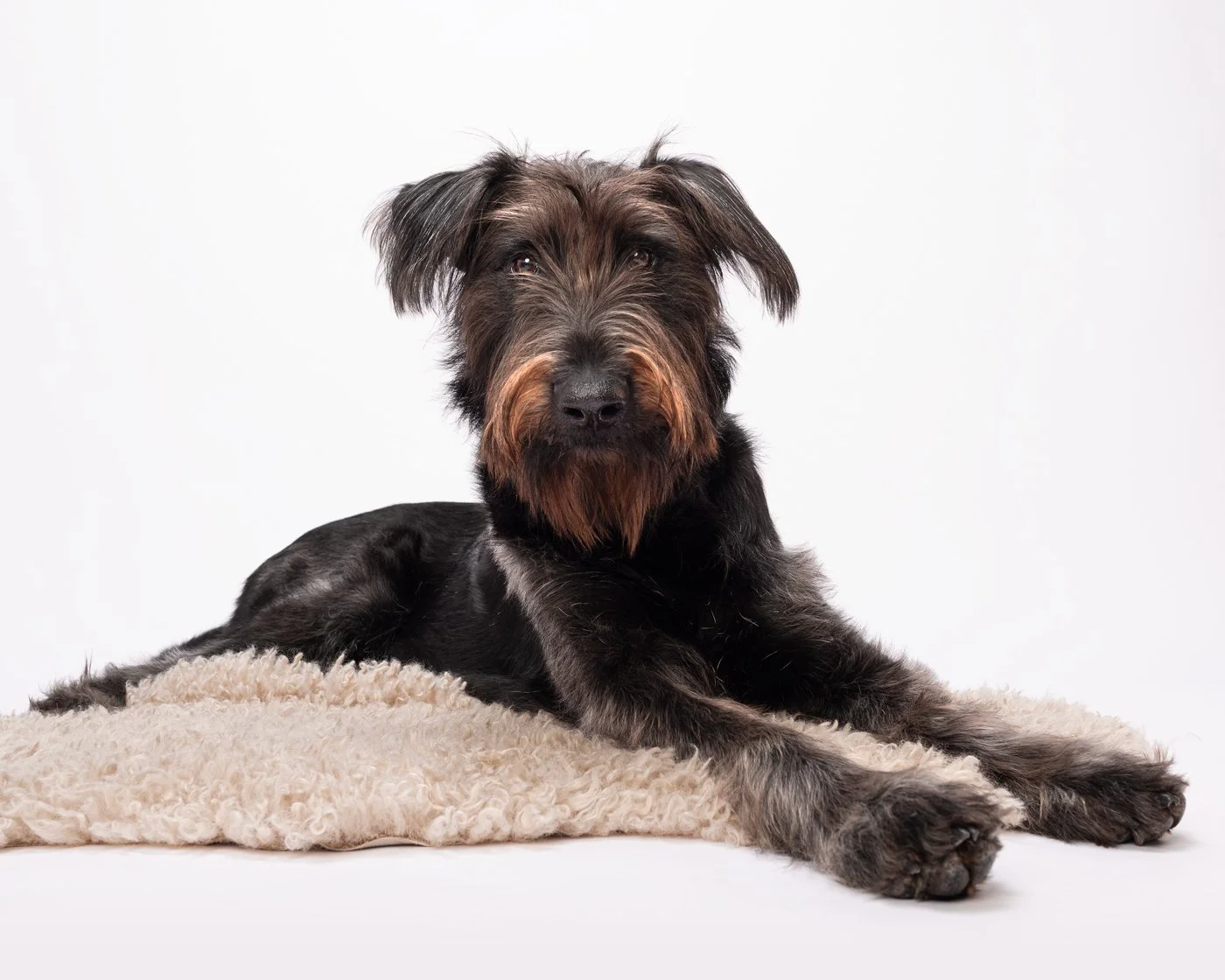 Dewey dog photography Santa Cruz California