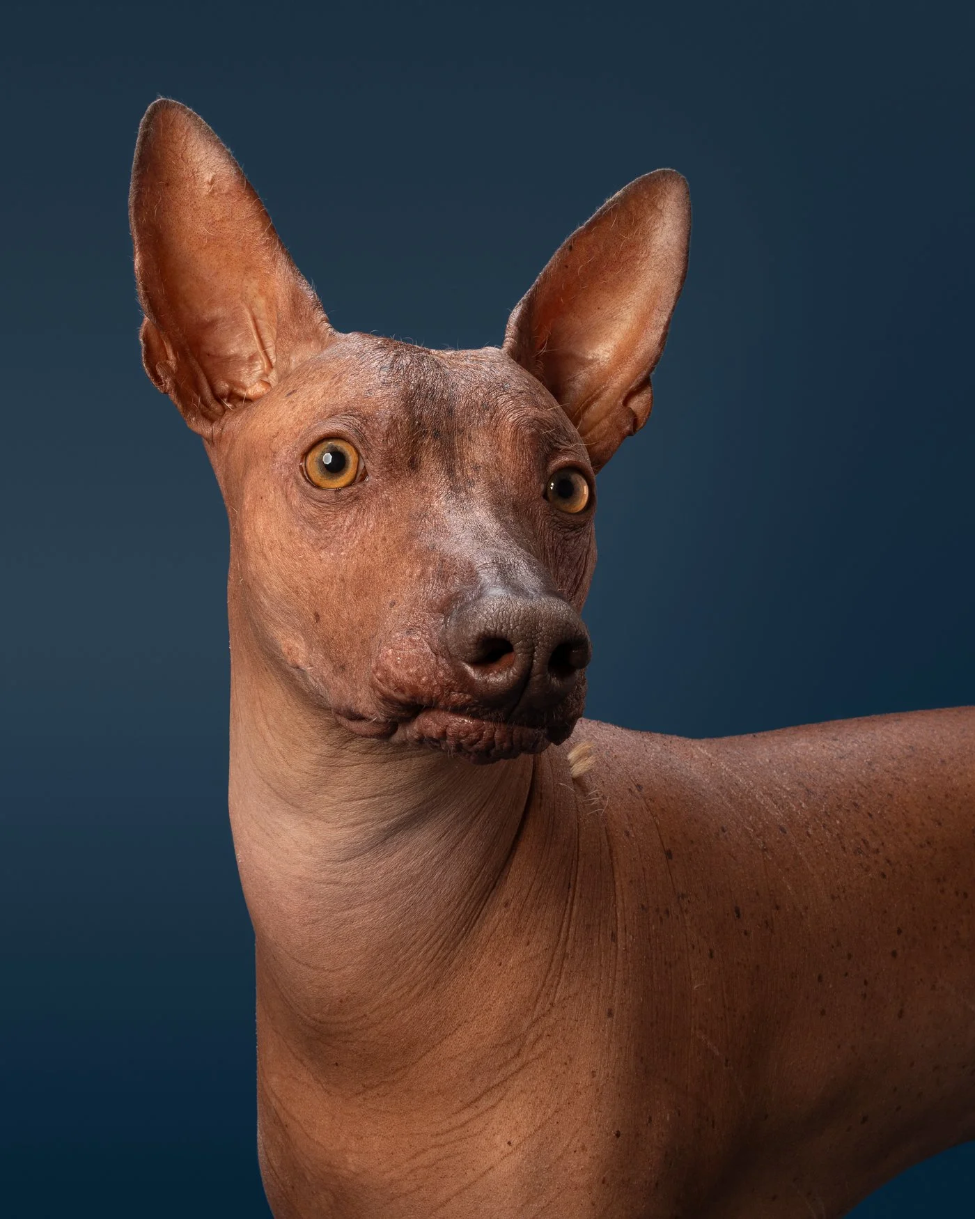 Kero dog photography Santa Cruz
