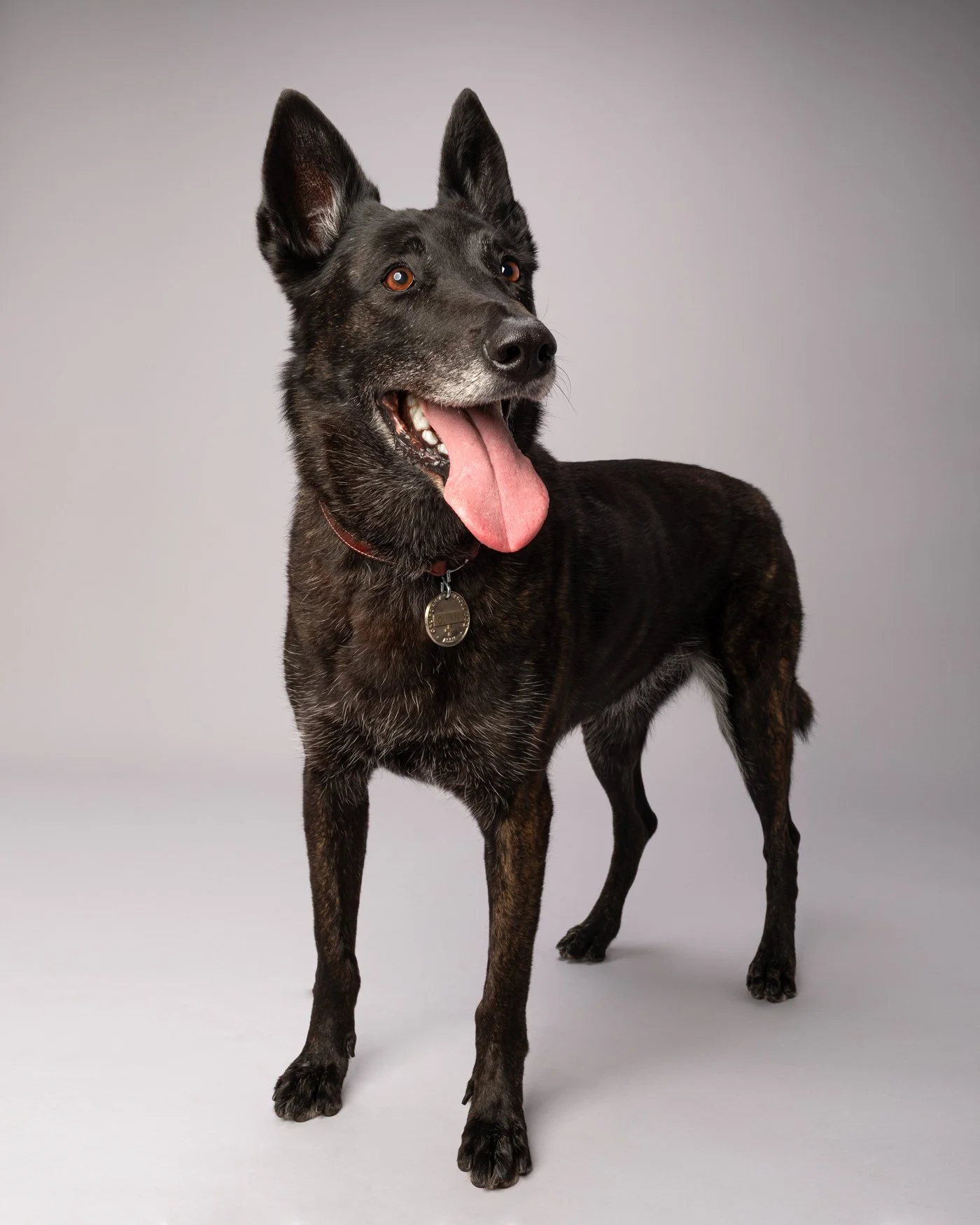 Quinn dog photography Santa Cruz K9 