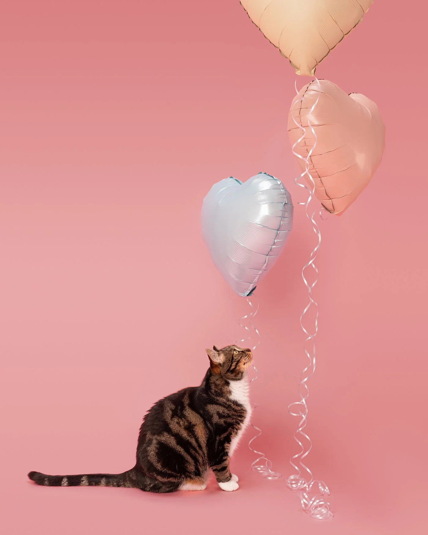 Mao dog photography Santa Cruz cat heart balloons