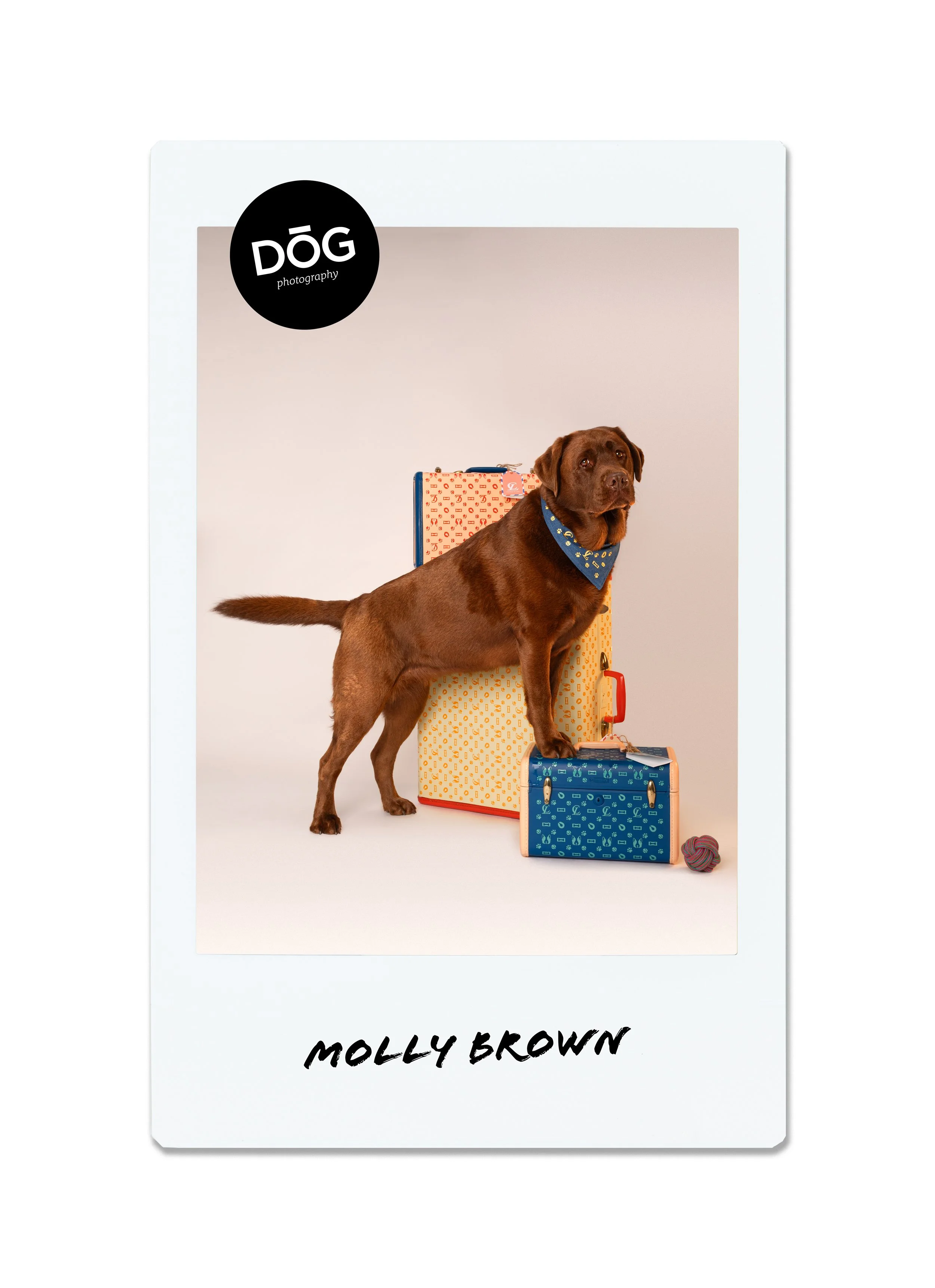 Photo of a brown dog with a blue bandana standing on colorful suitcases, with a ball nearby, in a studio setting labeled 'Dog Photography' and signed 'Molly Brown' at the bottom.
