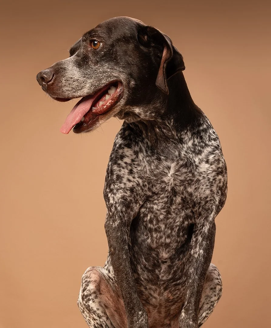 A studio photo of a creature with the body of a hairless dog and the head of a human.