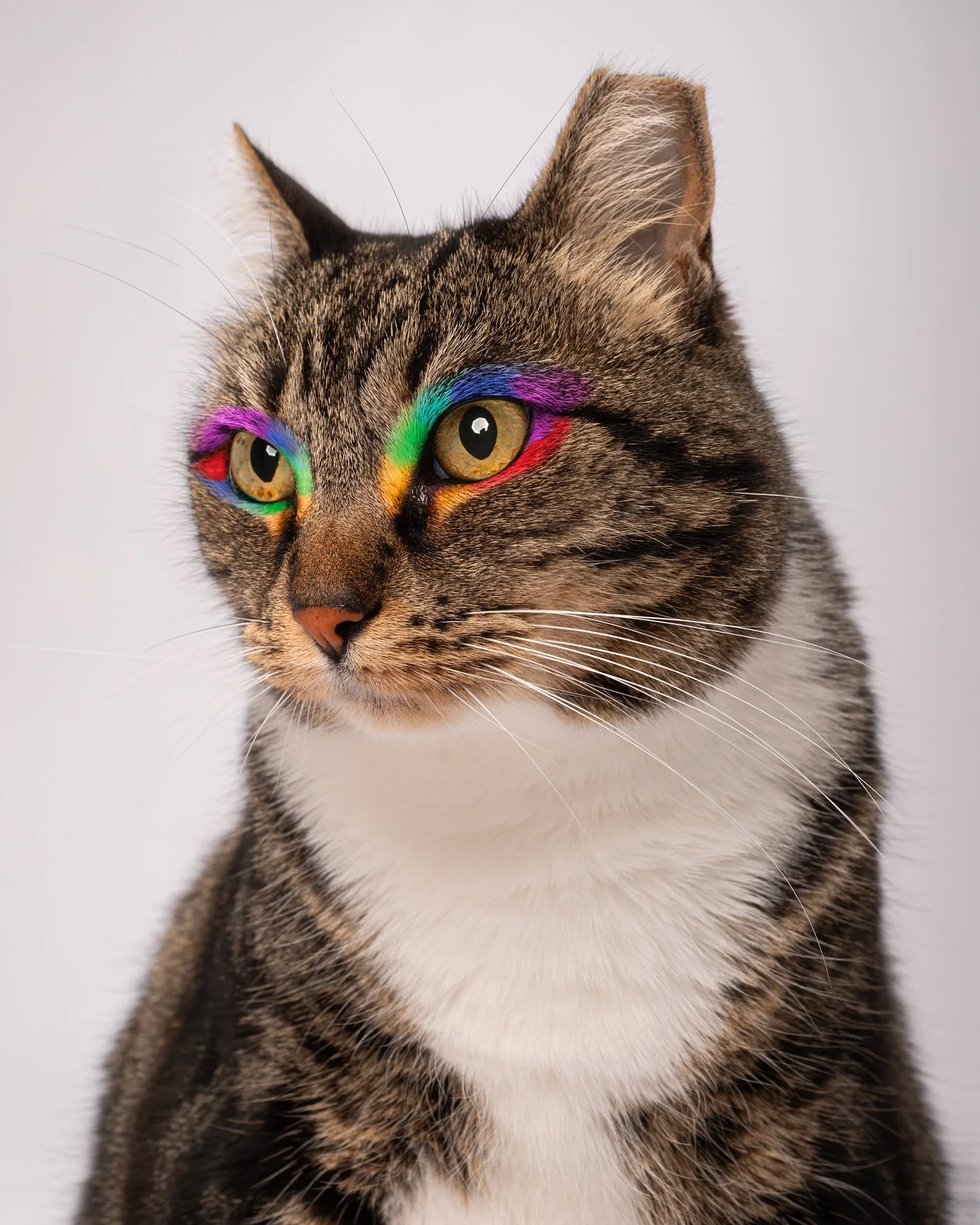 Mao dog photography cat pride rainbow make up