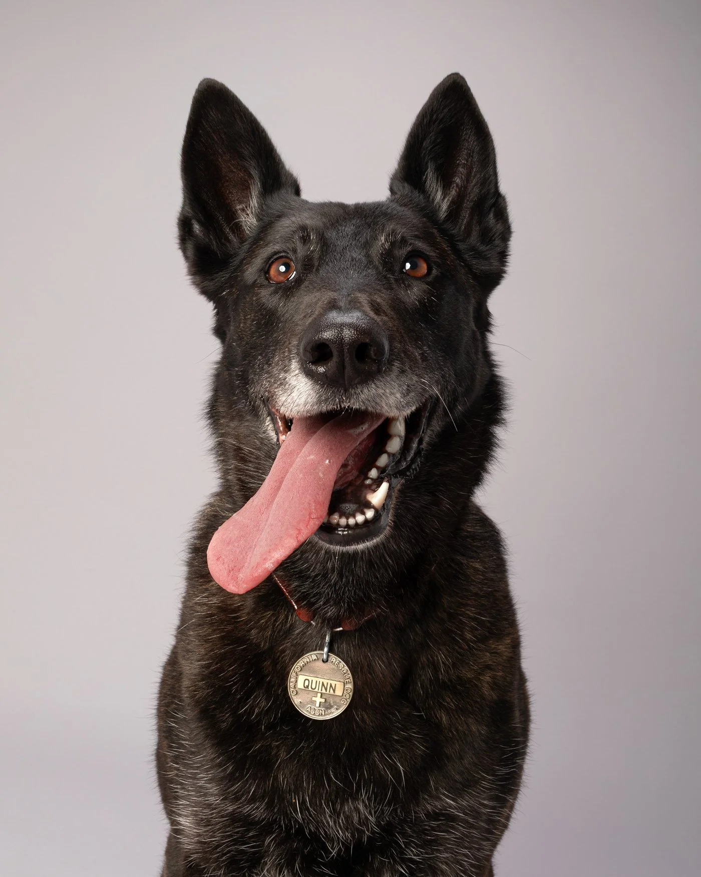 Quinn dog photography Santa Cruz K9 