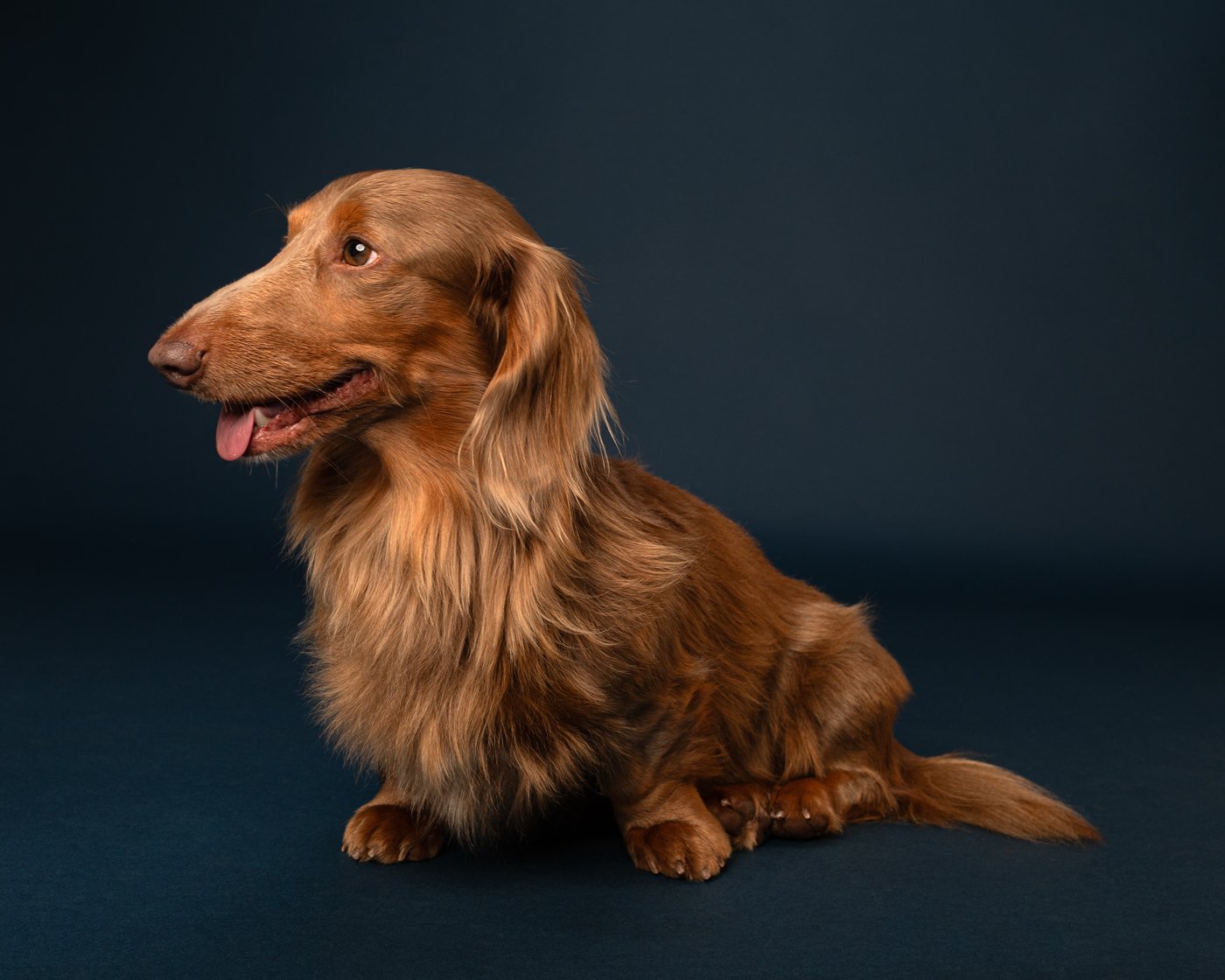 Doogie dog photography dachshund Santa Cruz Bay Area