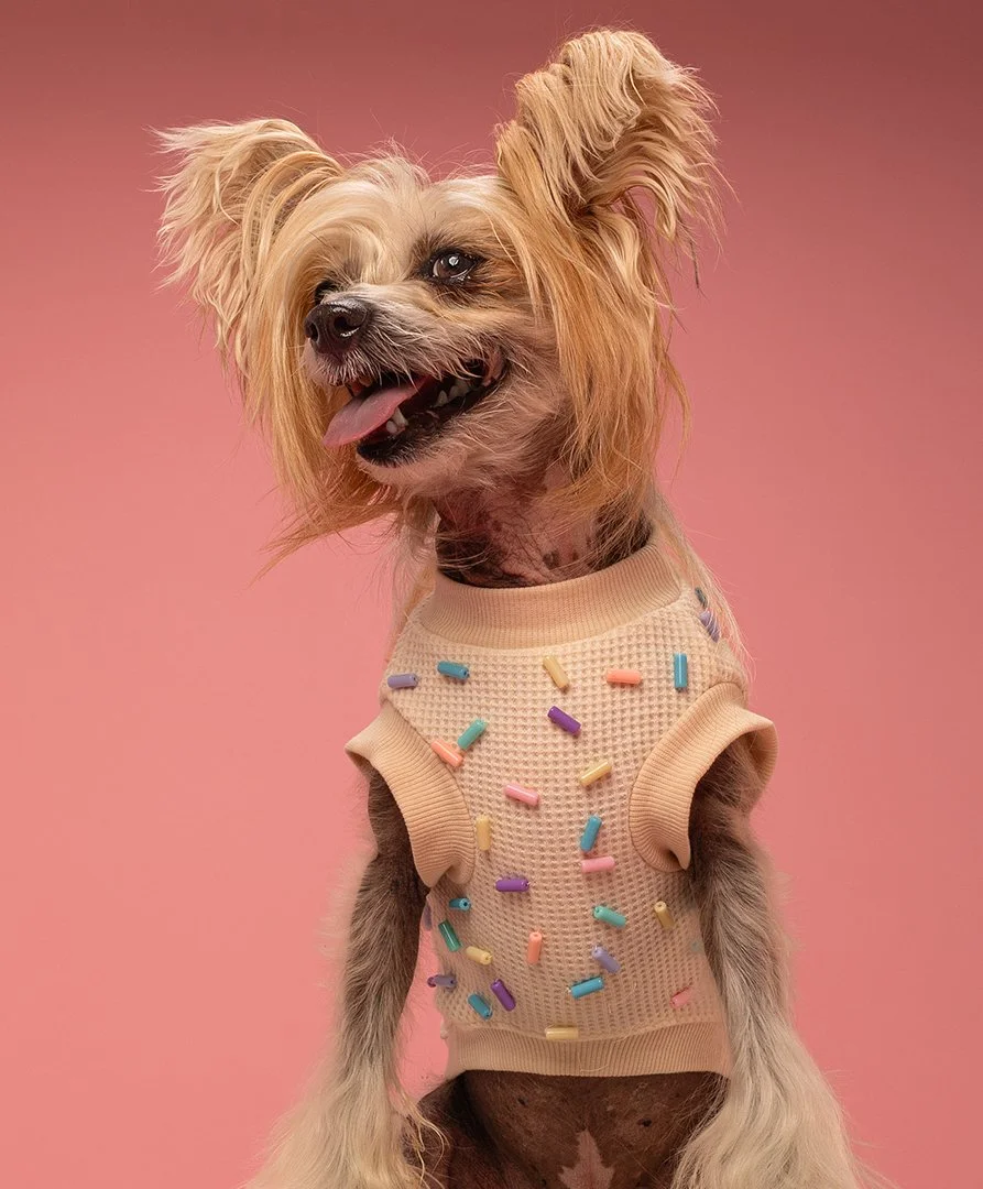 A fluffy white dog with curly fur sitting on a pink background, one eye partly closed, ears slightly uneven