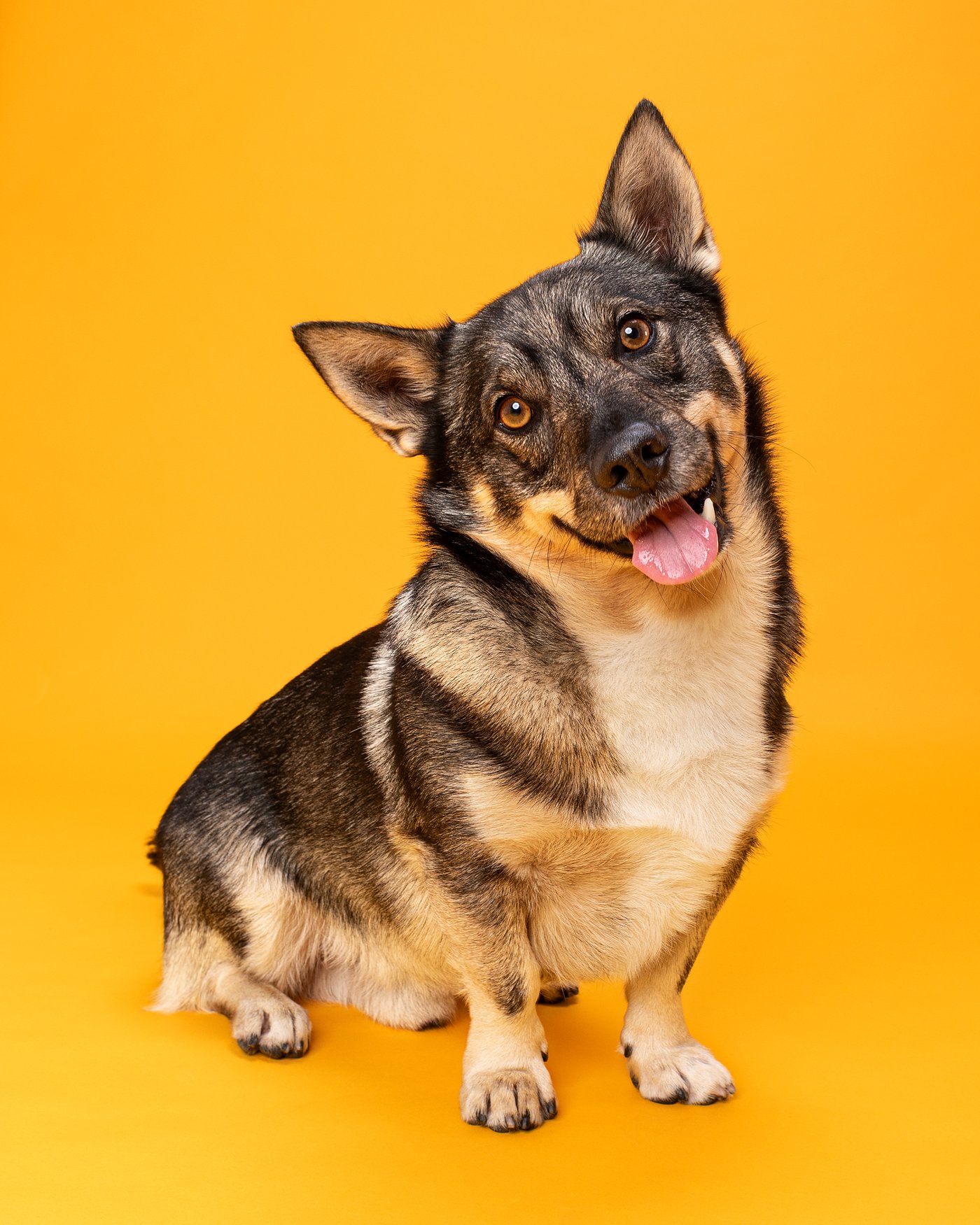 Theo dog photography Swedish Vallhund
