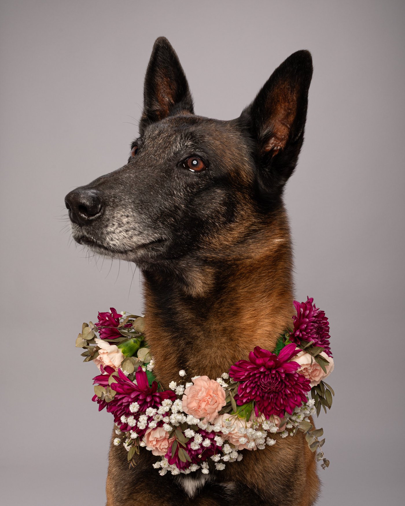 Kraken dog photography K9 retired flower wreath shepherd