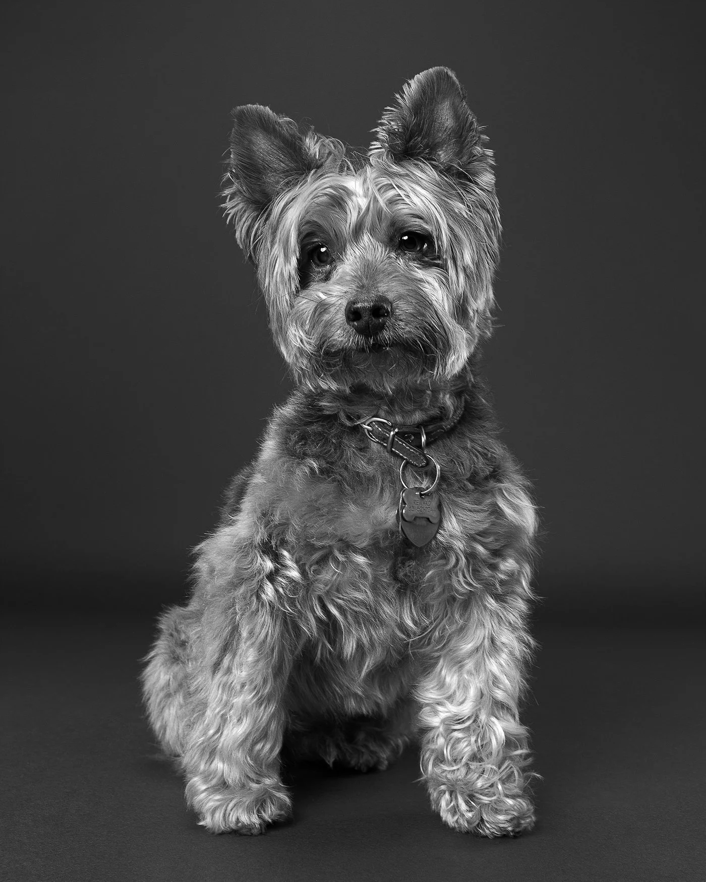 Winston dog photography Santa Cruz yorkshire terrier yorkie