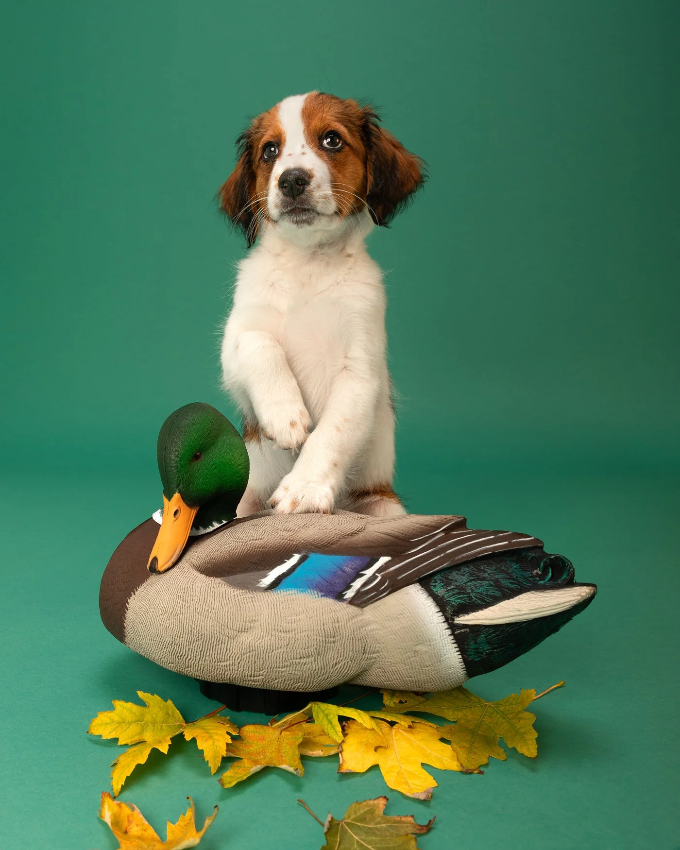 Archie dog photography duck Kooikerhondje puppy