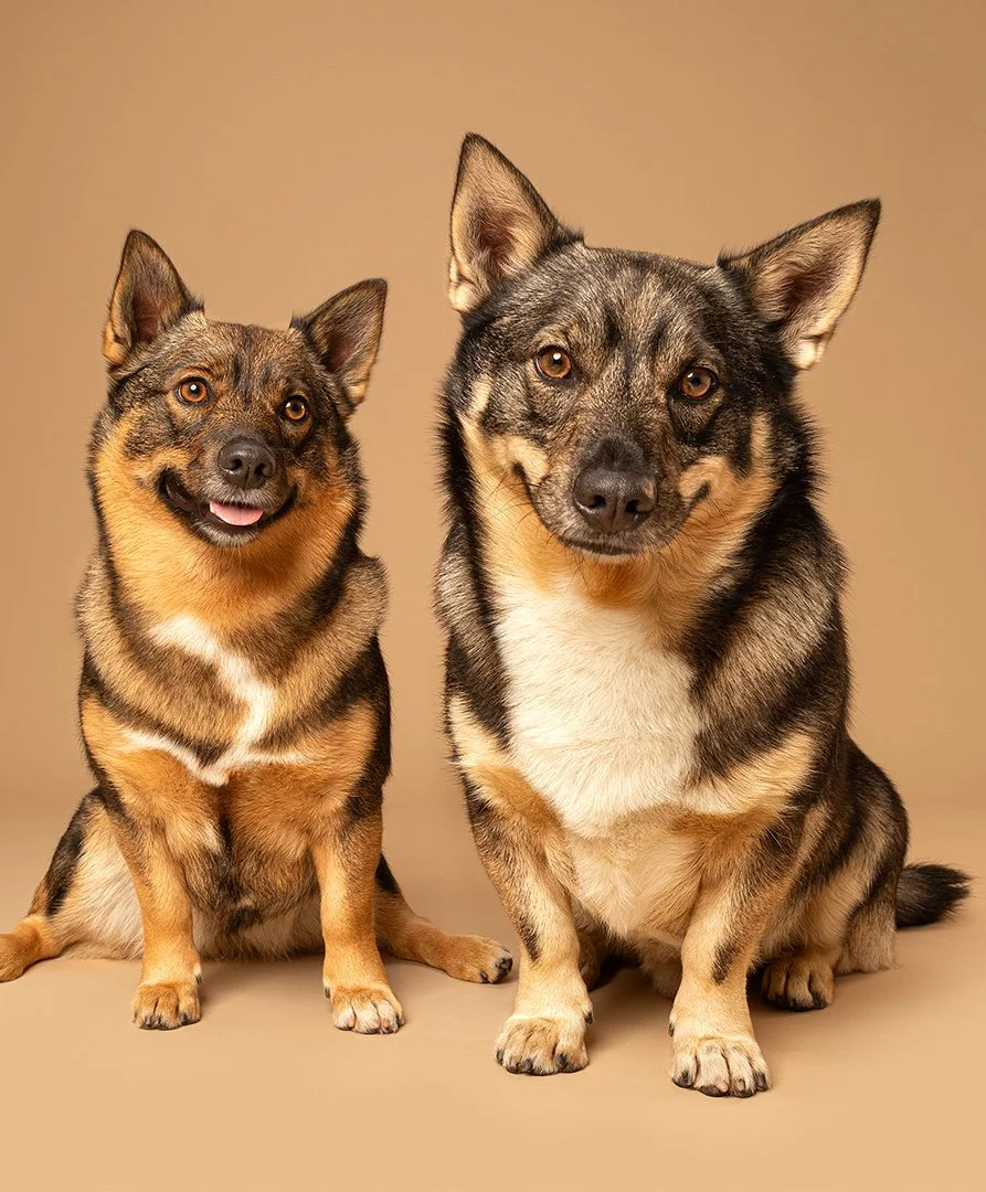 A fluffy, curly-haired dog sitting against a pink background with its tongue out.