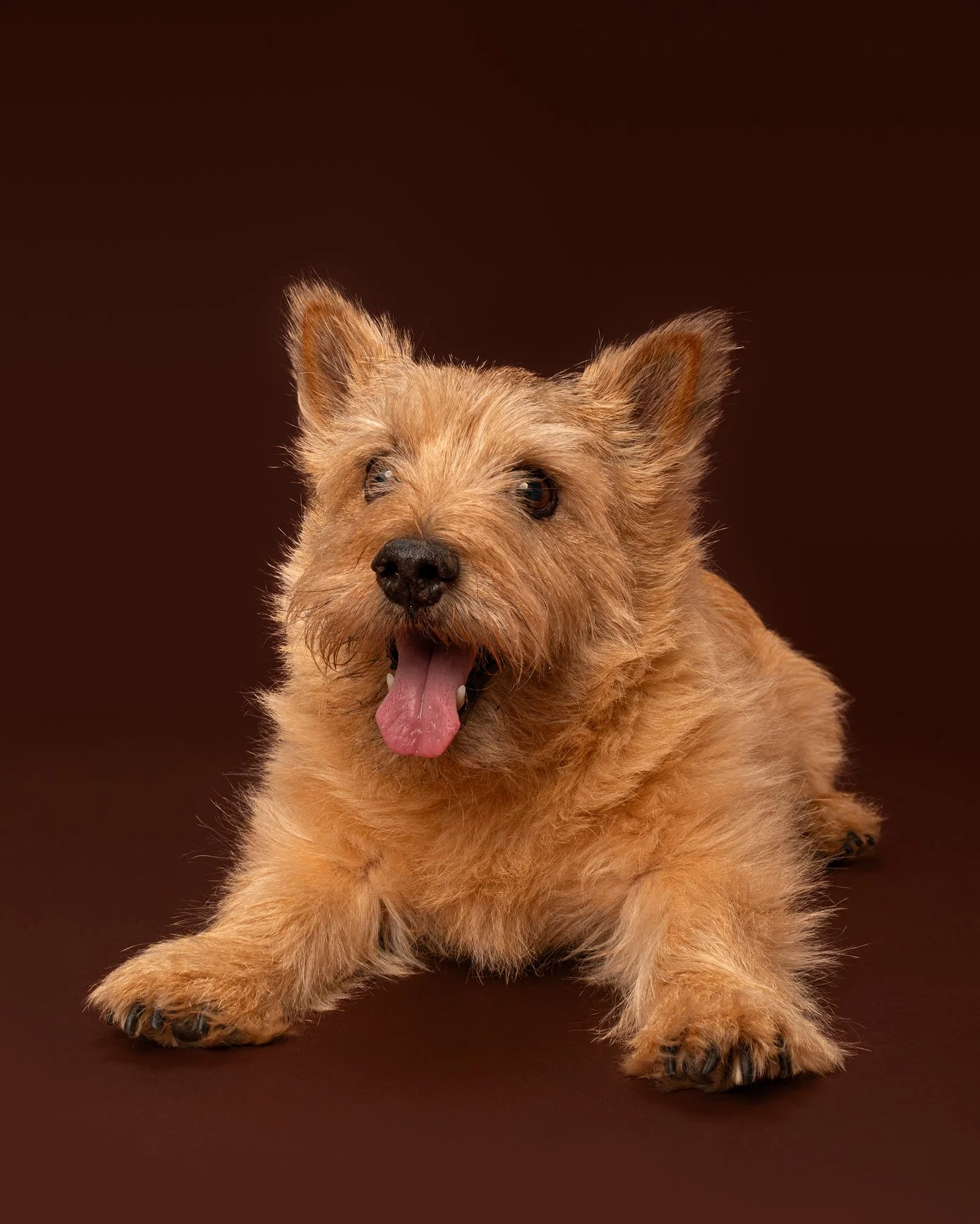 Cooper dog photography Norwich terrier Santa Cruz