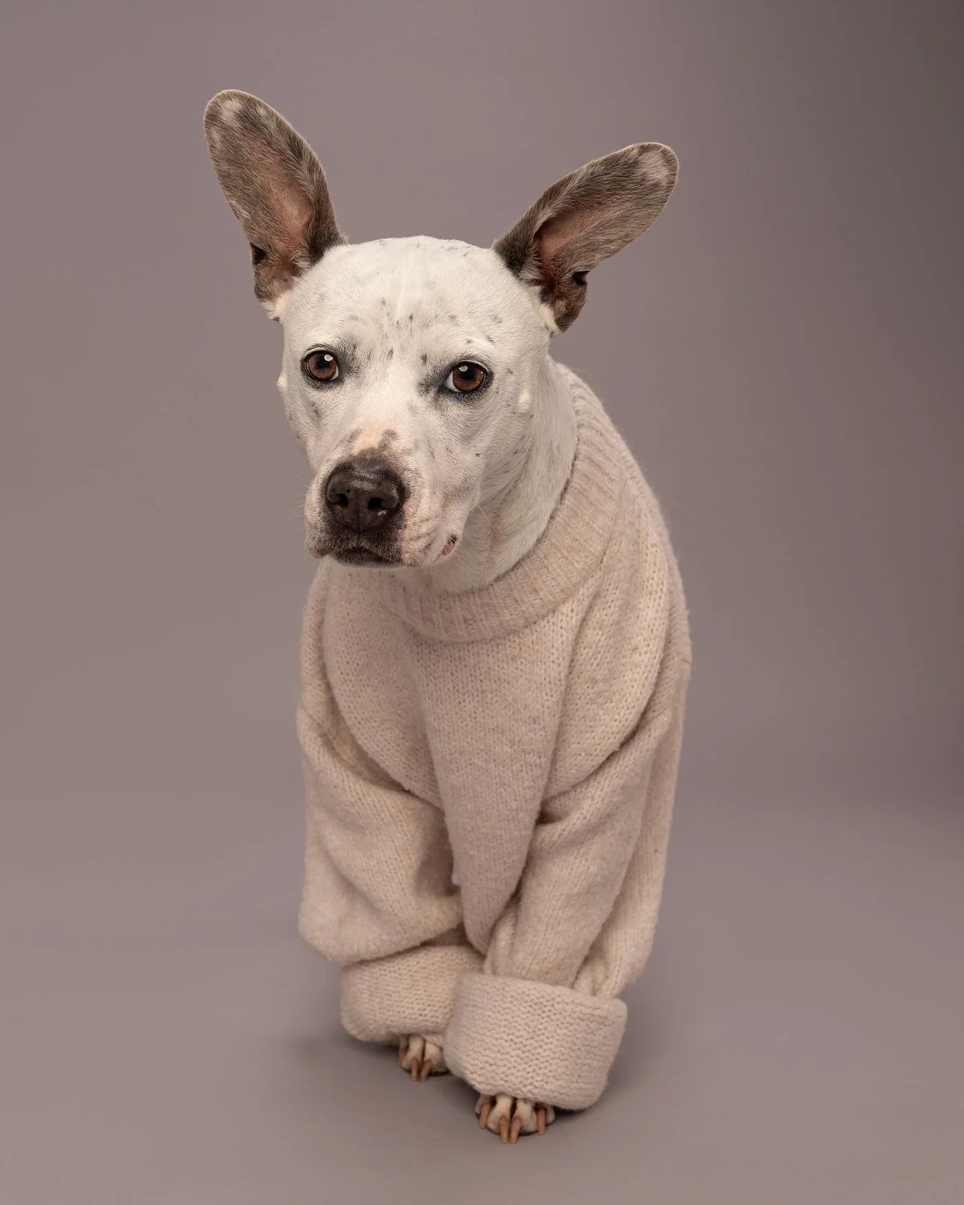 Junie dog photography ears Santa Cruz