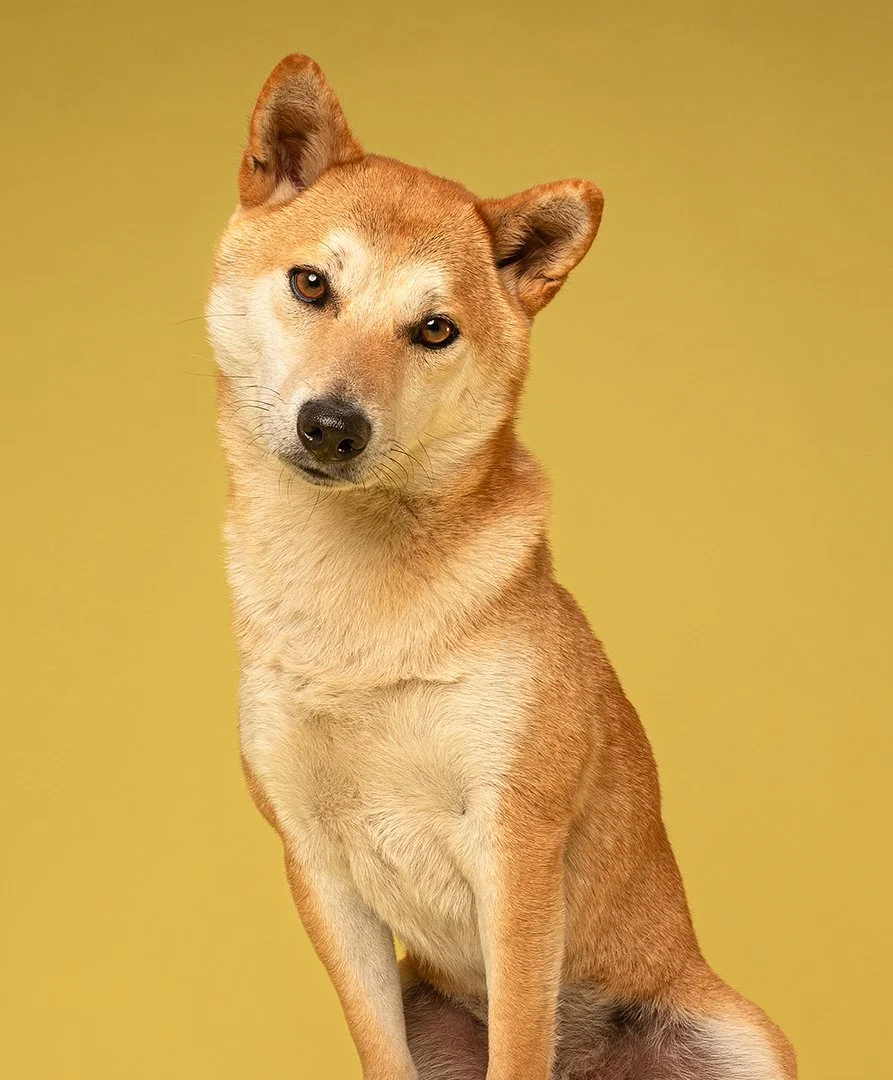 Close-up of a black Labrador Retriever dog with its mouth open and tongue slightly out, looking slightly upward.