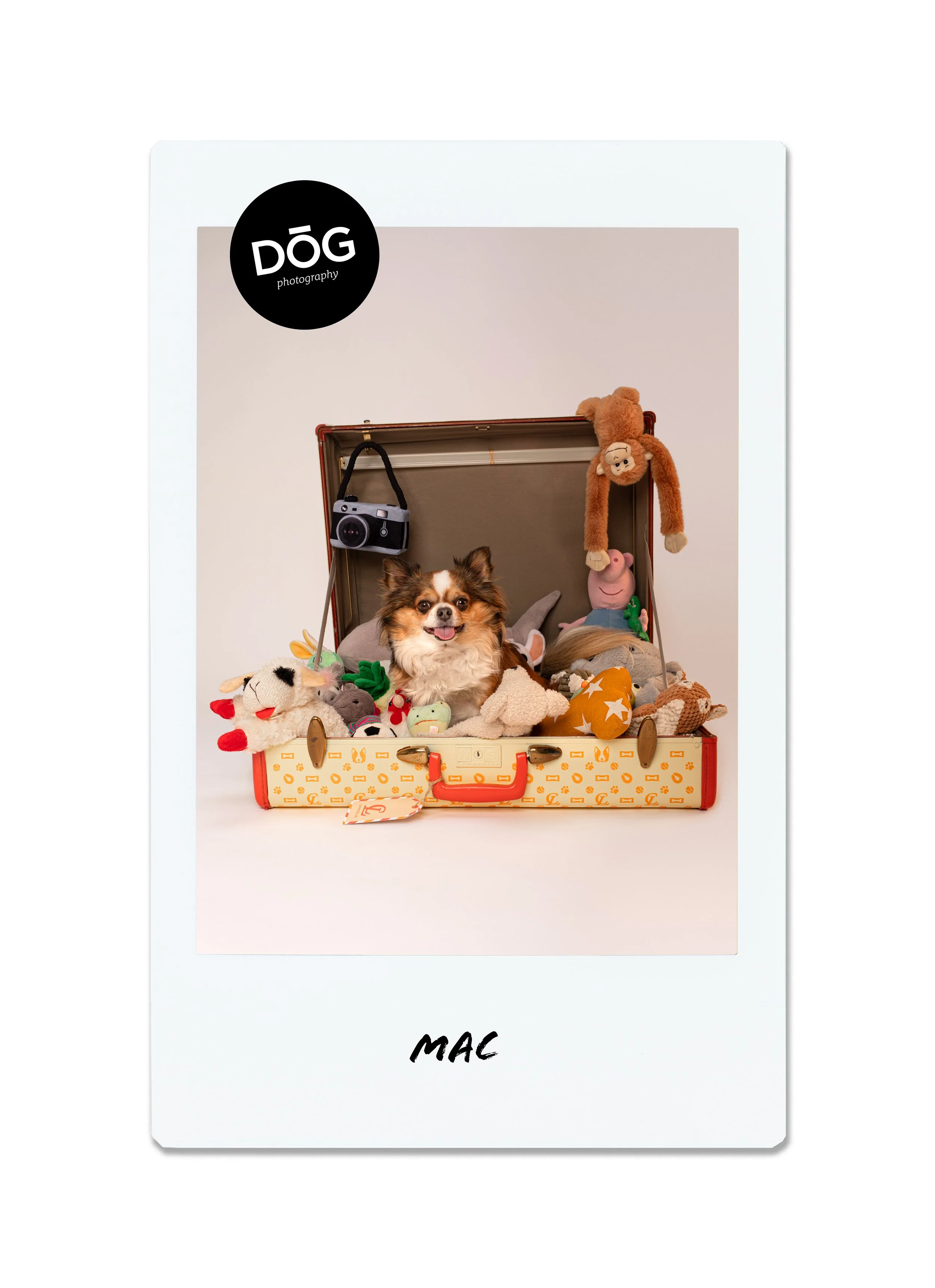 A small dog sitting inside an open vintage suitcase filled with plush toys, a toy camera hanging inside, with a white background and a label at the bottom that reads "MAC".