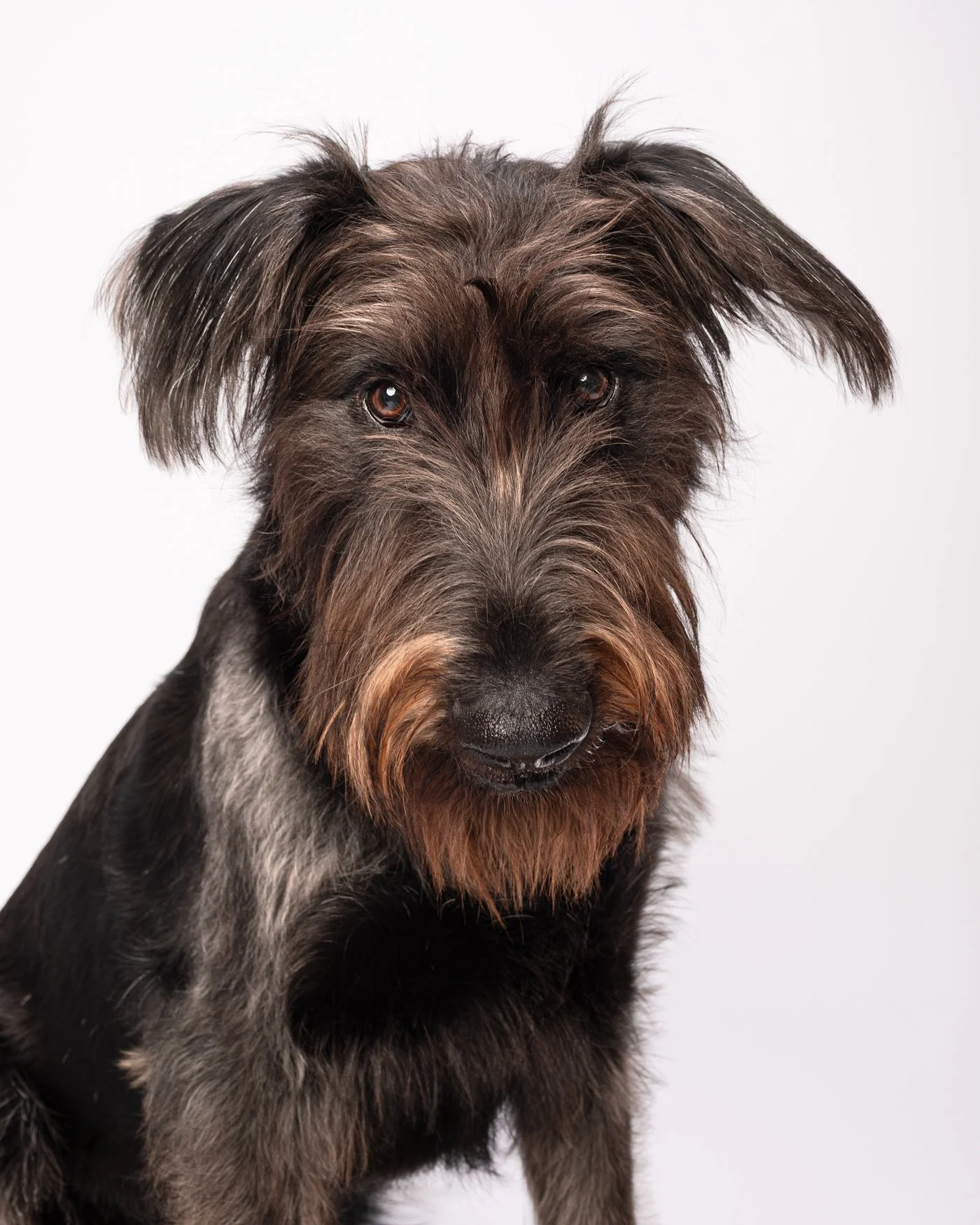Dewey dog photography Santa Cruz California